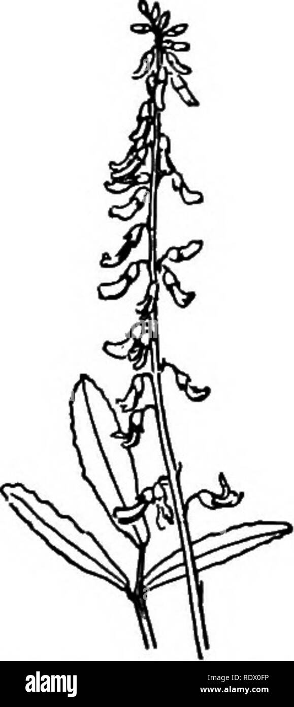 . Un printemps flore pour les écoles secondaires. La botanique. TrifoUum ; a. T. pratense trèfle rouge ; 6. rcpens, T. Le trèfle blanc. Le Trifolium principalement avec des arbustes, 3-foliolate palmately feuilles. Flow- ers en têtes ou crampons. Court de quille et obtus et l'loth étamines plus ou moins sep- arate des autres. Petites gousses, souvent inclus dans le calice. T. pratense trèfle rouge. Tiges ascendantes, certains- qu'hairy ; dépliants ovale ou obovale, souvent à l'extrémité crantée et marqué sur la face supérieure par des taches pâles ; stipules larges, à pointes hérissés ; flux- ers en denses têtes ovoïdes sessiles ; corolle blanchâtre à magenta. Champs et mead- ows. R T. Banque D'Images