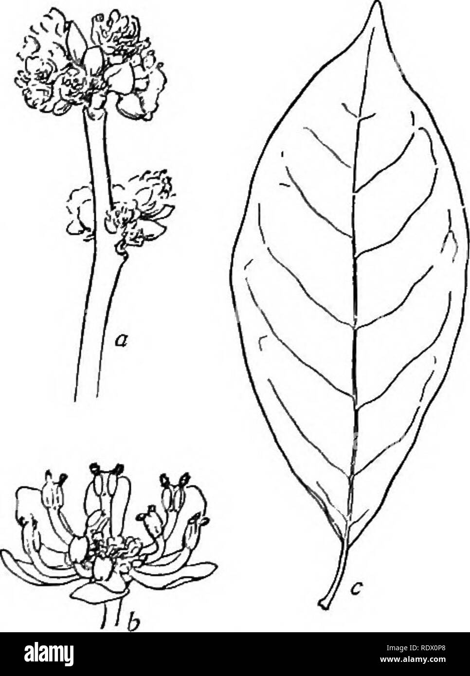 . Un printemps flore pour les écoles secondaires. La botanique. Variifolium de sassafras. Sassafras. Le benjoin un arbuste à fleurs jaunes en ombelles sessiles presque-comme des grappes, qui apparaissent avant les feuilles. Les grappes sont com- posées de clusters plus petits chacun de 4 à 6 fleurs et entouré d'un involucre de 4 écailles caduques. Les bourgeons des feuilles écailleuses. Facilement reconnu par l'odeur de ses feuilles brisées, qui ressemble à celle d'une gomme de benjoin, oriental. B. aestivale. Bush d'épices. Les fleurs sont dioïques-polygamo. Le fruit est une drupe rouge. L'usine est de 2 à 5 m. de haut, les feuilles sont oblongues- obovales, pâle en dessous. Woo humide Banque D'Images