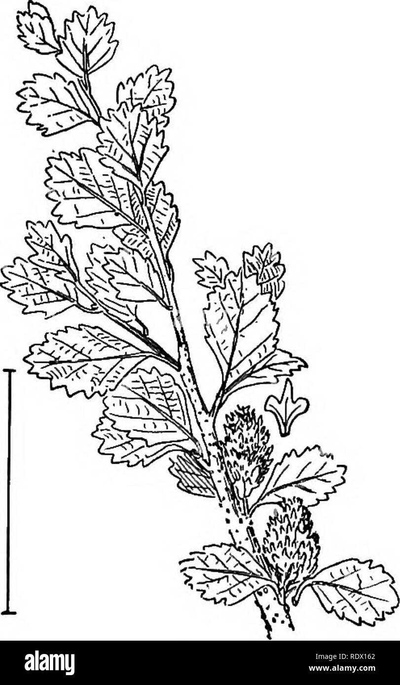 . Les arbustes ornementaux de l'United States (hardy, cultivé). Des arbustes. CORYLUS 313 La plus petite espèce est le Gee4n ou Mountaik Alder (568) - Aliius vlridis crispa (A.), - qui ne devient jamais à plus de 10 pieds. Il peut sûrement il l'hy connus des noix ou des graines ailées, dans les cônes, J près de 2,5 cm de large. Les deux autres espèces américaines sont : : mouchetée ou aulne Hoary (559) - Alnus inc^na, - avec des feuilles velues il- neath, au moins sur les veines ; et lisse l'aulne (Alnus)-560 ru- G6SA, - avec feuilles vert et lisse des deux côtés. La plus haute et la seule espèce qui pousse bien dans des lieux secs est l'Aulne (5 Banque D'Images