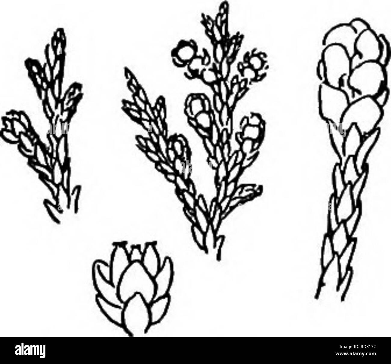 . Un printemps flore pour les écoles secondaires. La botanique. 32 Araceae (famille de l'arum) THUJA (Arbor Vitæ) laisse à grande échelle comme, en face, et deux plus ou moins important). Monoïques. T, occidentalis. Arbor Vitae, cèdre blanc. Feuilles en quatre rangées sur la lame à deux rameaux. Les cônes d'inutile. Les marais et les rives rocheuses, cool. Un arbre, de 10 à 20 mètres de haut, avec de l'écorce, slireddy, pâle et légère, douce, mais très durables. JUNIPERUS (Genévrier) à deux pas du feuillage au classement. Plante dioïque. Fruit berry-like avec bony, ovées seeds. Evergreen. J. communis. Le genévrier. Chatons axillaires. Feuilles en verticilles de trois. Le figuier a souligné, chann Banque D'Images