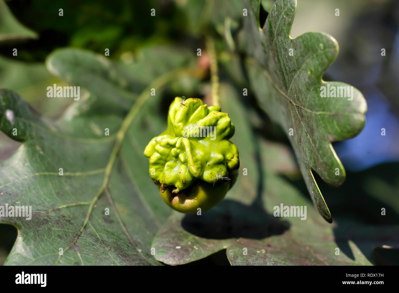 Acorn gall wasp, Andricus quercuscalicis, sur d'un gland, le chêne pédonculé Quercus robur, Bavaria, Germany, Europe Banque D'Images