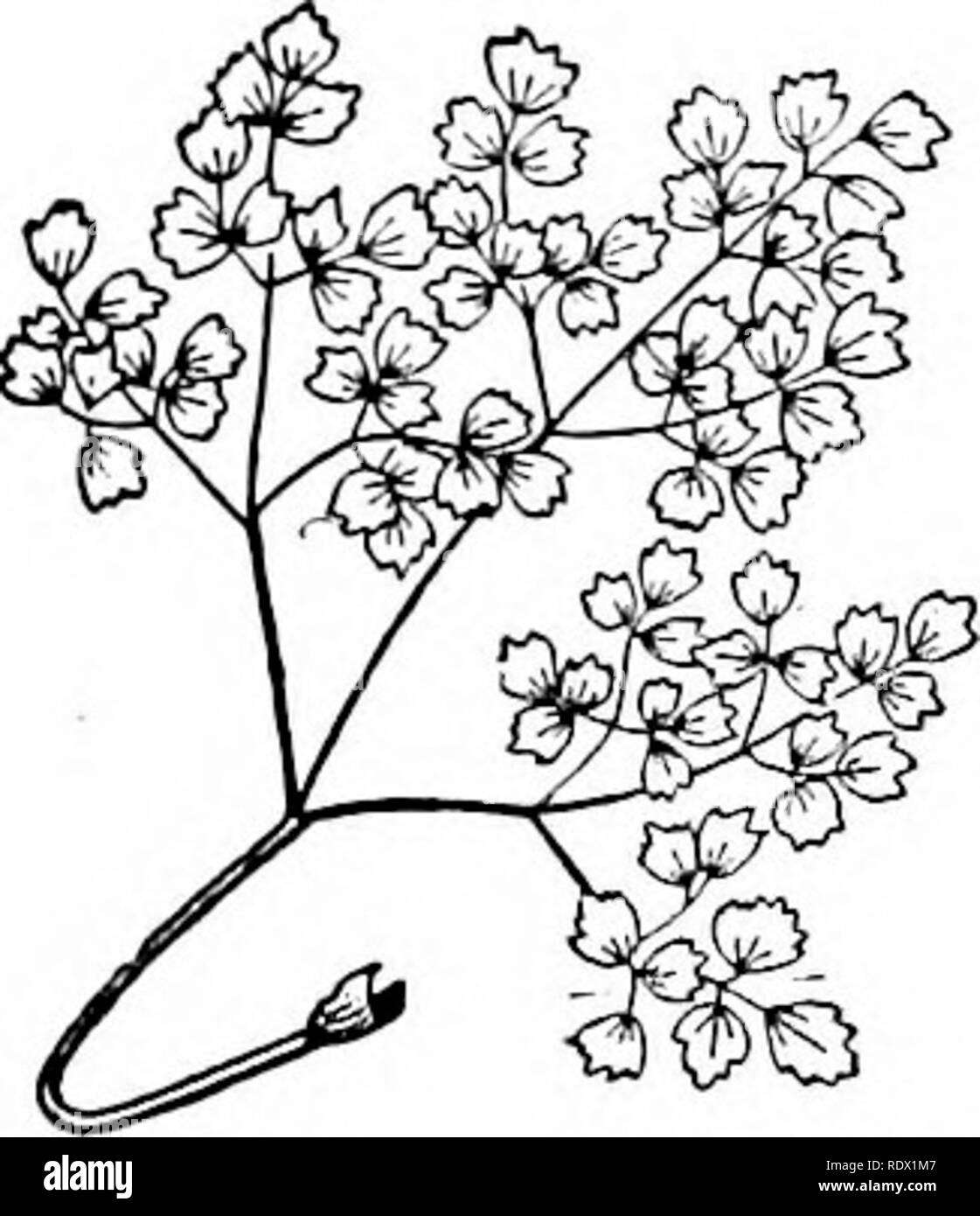 . Décrit de botanique pour le laboratoire de l'école secondaire et l'enseignement en classe (basé sur les leçons de gris en botanique) établi à la demande du Département de botanique de l'Université de Harvard. La botanique, la botanique. Â la n-ième le pétiole distingue ce dernier cas d'une simple feuille. Id d'autres espèces de l'yeiiera leallels ces latéraux sont également présents. 184. Les folioles d'une feuille composée peut L&155;e l'enlire (comme ui fig. 12i-126), ou dentelées, ou lobées, fente, parted, etc. ; en fait, peuvent envoyé toutes les variantes des feuilles simples, et les mêmes conditions s'appliquent également à eux. 185. Lorsque la division est acceptée jusqu'à présent Banque D'Images