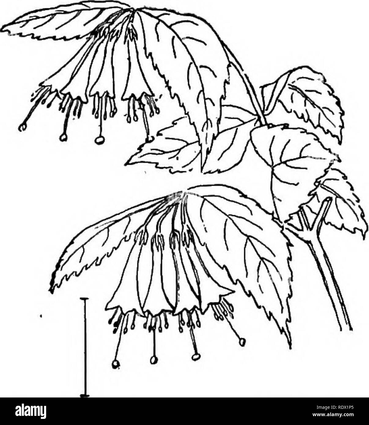 . Les arbustes ornementaux de l'United States (hardy, cultivé). Des arbustes. Fig. 387.-Japon Weigela. Fig. 388. - Nombreuses fleur Weigela. Montrer plus de beauté et de variété. Il y a des formulaires en fleur de début Mai à fin août. Les couleurs des fleurs varient d'un blanc pur, grâce à la rose, rouge, pourpre et cramoisi, et de couleurs pures ainsi que blotched et répartis dans de nombreuses façons. Un des points particulièrement attractif sur les fleurs est le changement qui a lieu dans les couleurs de l'. Veuillez noter que ces images sont extraites de la page numérisée des images qui peuvent avoir été retouchées numériquement pour readab Banque D'Images