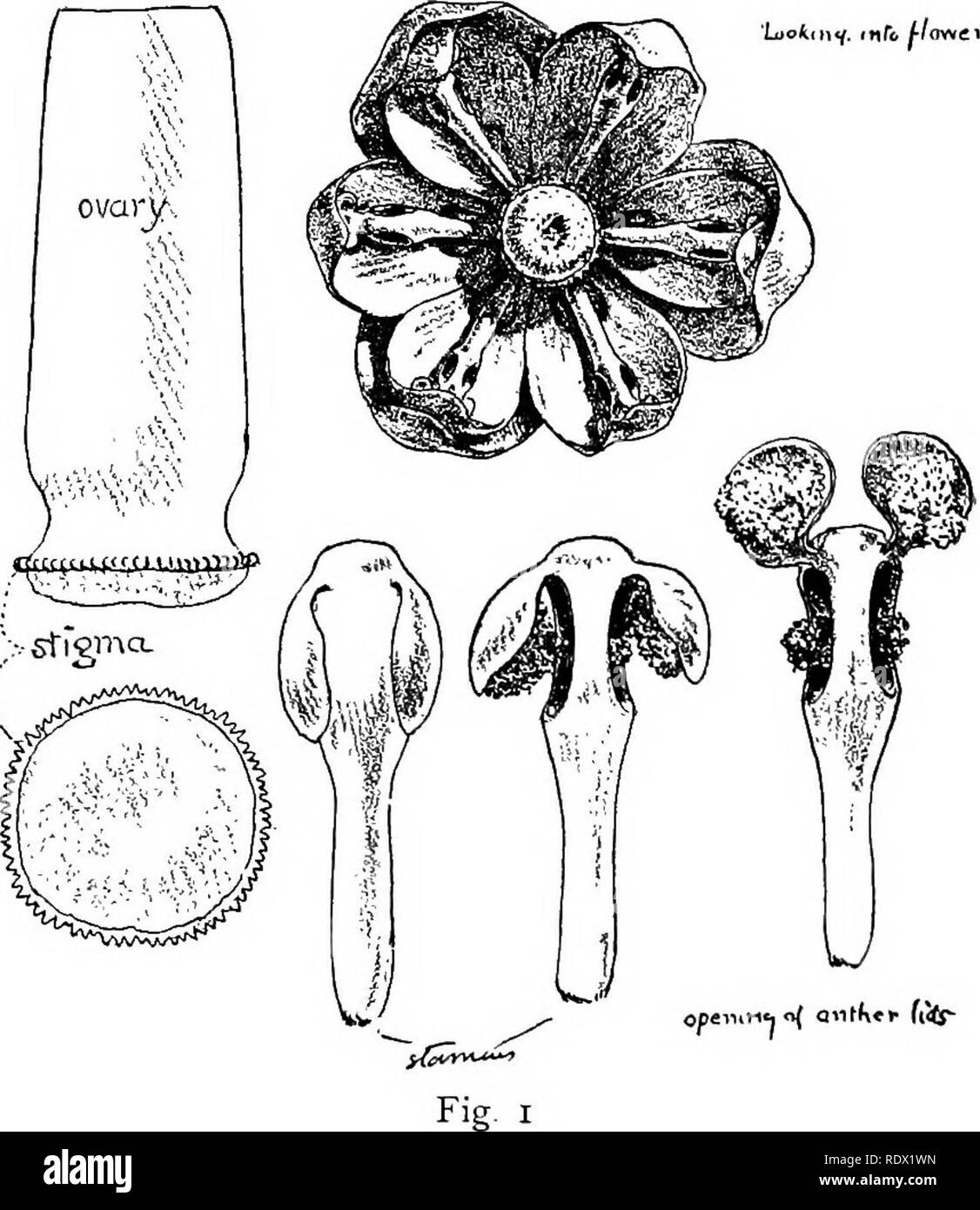 . Eye spy : loin avec la nature parmi les fleurs et d'animer les choses . L'histoire naturelle ; insectes ; l'histoire naturelle. 226 EYE SPY transportés loin sur le corps des insectes et portée à une deuxième fleur, et il y a placé sur le stigmate d'assurer la fécondation et développement des semences. Les plans, dispositifs, astuces, et des farces par lesquelles les fleurs accomplir ce résultat sont passé de conviction. J'ai indiqué seulement un peu au moyen d'un indice, et dans de précédents rapports sur la bleue et d'autres ont décrit des Scrofulariacées, mais aucun tout à fait semblable à l'épine-vinette. Nous connaissons tous l'épine-vinette, la figue, épineuse. Veuillez Banque D'Images