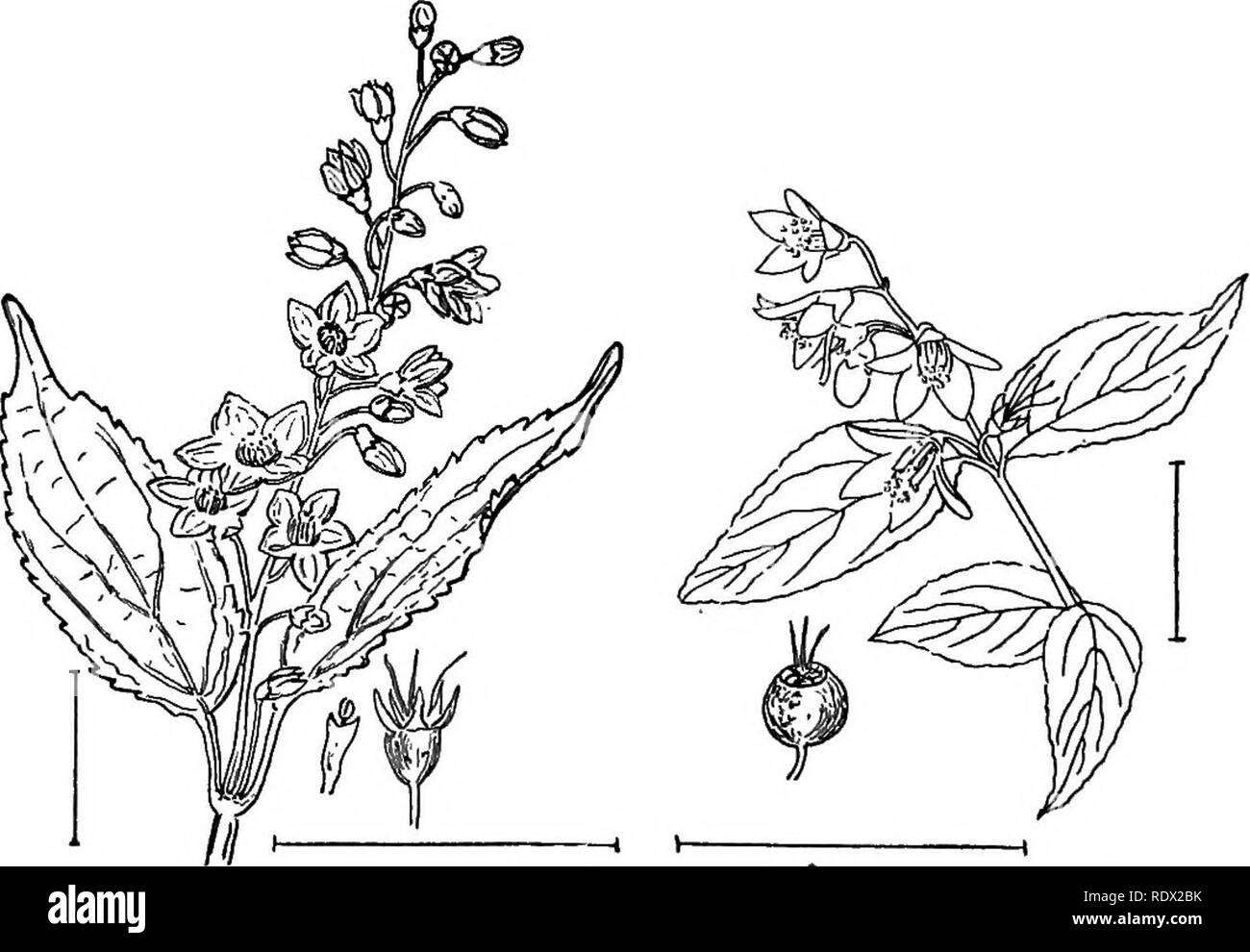 . Les arbustes ornementaux de l'United States (hardy, cultivé). Des arbustes. 190 DESCRIPTIONS DES ARBUSTES CLÉ POUR LES ESPÈCES DE L'ESCALLONIA * Fleurs blanches. (A.) A. Branches ; feuilles rondes 2-4. pouces de long, linéaires, minutieusement, à encoche ; fleurs à tiges courtes J po large dans de grands groupes. MosTEviDEO EscALLOsiA Escallonla (291) montevid^ins. A. Branches ; feuilles triangulaire plus large que la dernière et â distinctement ; cranté sur toute poilue d'arbustes. Escallonla pulverul Escallonia poilue -^ont. A. la tige de branches-comme, brun clair ; feuilles étroites mais vers son extrémité la plus large et pratique dans les petites fleurs sessiles ; Banque D'Images