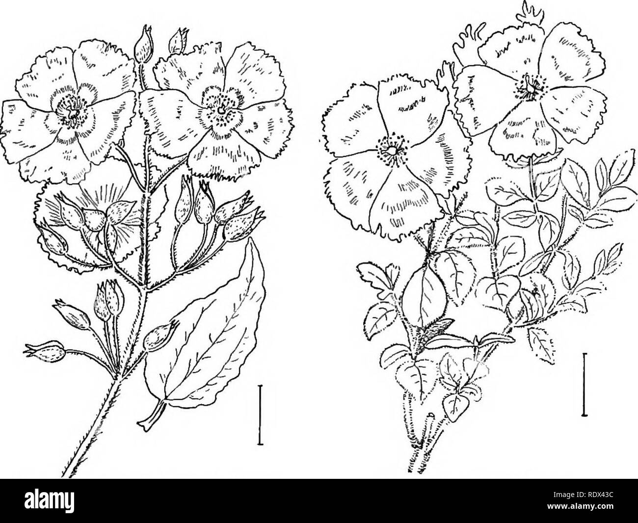 . Les arbustes ornementaux de l'United States (hardy, cultivé). Des arbustes. Clé DES ESPÈCES DE CISTE 71 est un fruit plus ou moins 3-eelIed avec capsule de nombreuses graines. Ces plantes sont parfois appelés ' Soleil ' Roses parce que les fleurs s'ouvrent uniquement dans sun- cireur et bientôt tomber leurs pétales. [Divisions ; graines, boutures de rameaux.] ciste. On les appelle aussi Rockkoses. Ils sont aromatiques shnibs ayant toutes les parties couvertes de courte ou longue habituellement des poils glanduleux. L'. Fig. 32. - Ciste à feuilles de laurier. Fig. 33. -Ciste velu. Les feuilles sont opposées, simples, pour la plupart d'evergreen et tout le tranchant. Les fleurs sont larg Banque D'Images