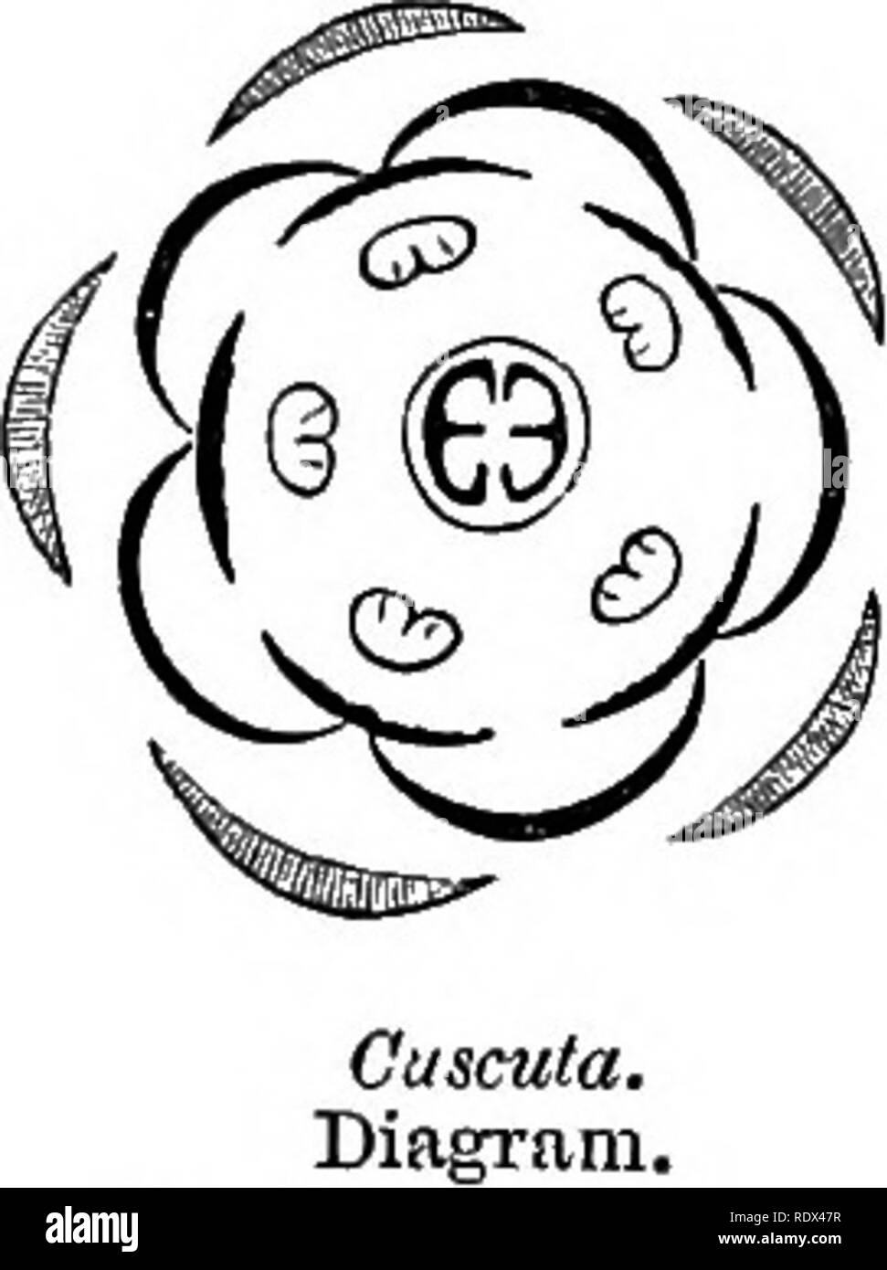 . Un système général de botanique, descriptive et analytique. En deux parties. Partie I. expose des organography, anatomie et physiologie. La partie II. Des descriptions et des illustrations de l'ordre. Par emm. Le Maout [et] J. Decaisne. Avec 5500 chiffres par L. et A. Riocreux Steinheil. Traduit de l'original par Mme Hooker. L'ordre organisé après la méthode suivie dans les universités et les écoles de Grande-Bretagne, dans ses colonies, l'Amérique, et de l'Inde, avec des ajouts, une annexe sur la méthode naturelle, et d'un synopsis de l'ordre, par J.D. Hooker. La botanique. Cuscuta, Transveree article de fruic (mag,). Cu Banque D'Images