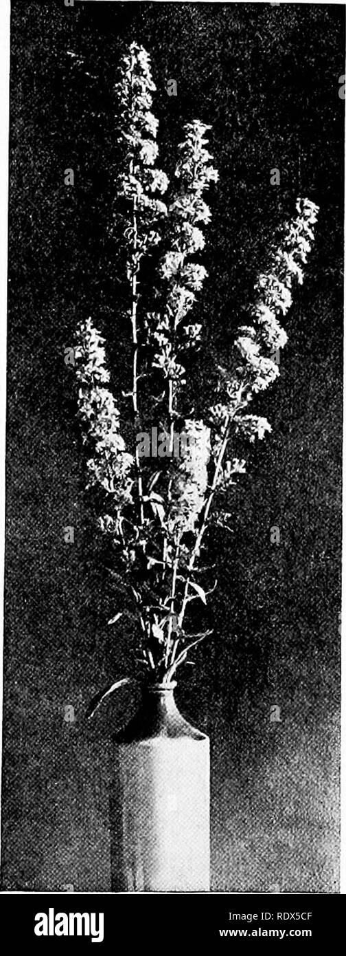 . Les familles de fleurs sauvages ; le hante, personnages, et les relations familiales de la plantes fleurs sauvages, avec des suggestions pour leur identification. La botanique. Famille composée 219 woods avec miniature cercles de golden beauty. Il a ainsi fait valoir qu'aucune autre fleur a tellement justand montage d'une demande soit notre emblème national. L'omniprésence de la Houghton est largement dû au fait qu'il y a des espèce^ manj, chacun en général adapter- ed à une sorte de situation. Le premier à nous dire que la mi-été est à portée de main et non loin de l'automne : le début de l'ofi est, ou des dents- or enro Banque D'Images