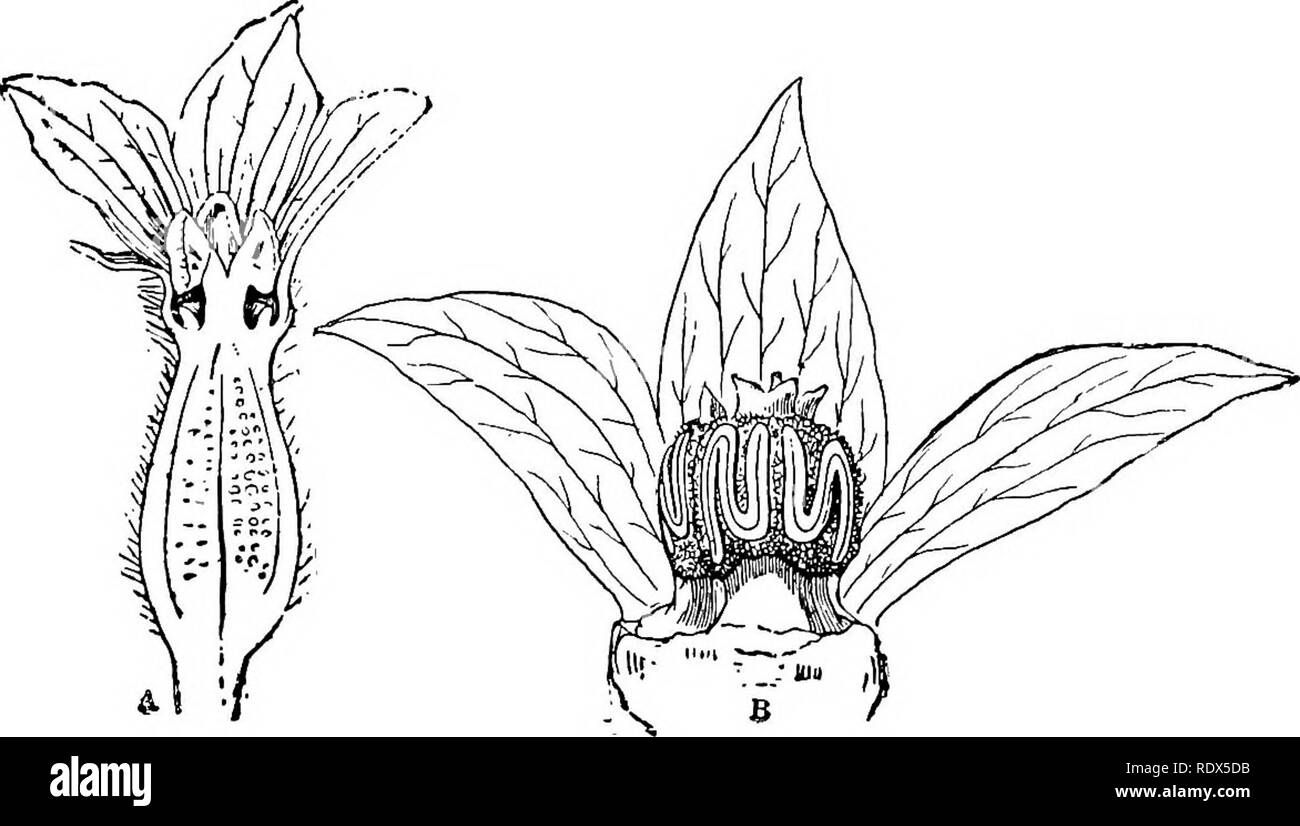 . La culture des plantes ; un manuel de travail de tous les jours pour toutes les pratiques qui font pousser des plantes ornementales et des fleurs dans le jardin et en serre. Jardinage ; les serres. Fig. 12-technique de franchissement de glaïeul une petite fiole est fixé sur le pouce de la main gauche au moyen d'une bande de caoutchouc ; les doigts sont ainsi laissé libre pour tenir la fleur. Avec la main droite les étamines sont facilement éliminés par l'utilisation de forceps, et dropned dans le flacon. BtilleCin-Extension de Cornell no 10. Fig. 13-Squash Blossom. Une fleur femelle,. B, fleur mâle.. Veuillez noter que ces images sont extraites de la page numérisée imag Banque D'Images