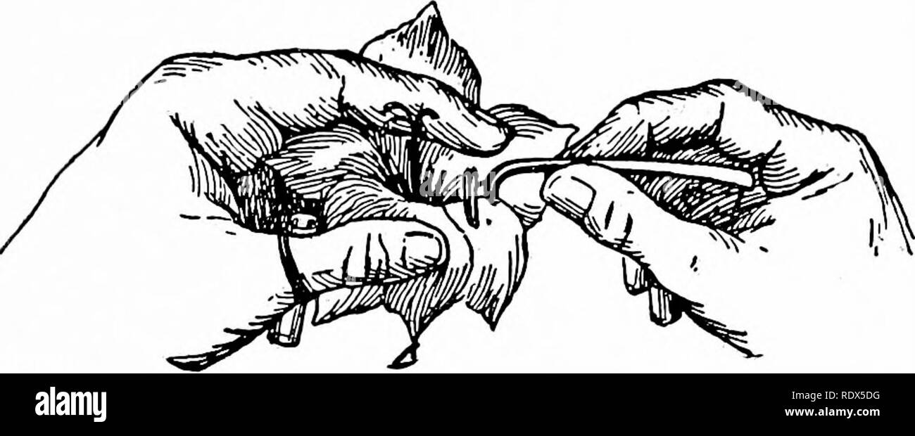 . La culture des plantes ; un manuel de travail de tous les jours pour toutes les pratiques qui font pousser des plantes ornementales et des fleurs dans le jardin et en serre. Jardinage ; les serres. L'hybridation des plantes 41. Fig. 12-technique de franchissement de glaïeul une petite fiole est fixé sur le pouce de la main gauche au moyen d'une bande de caoutchouc ; les doigts sont ainsi laissé libre pour tenir la fleur. Avec la main droite les étamines sont facilement éliminés par l'utilisation de forceps, et dropned dans le flacon. BtilleCin-Extension de Cornell no 10. Veuillez noter que ces images sont extraites de la page numérisée des images qui peuvent avoir été numériquement Banque D'Images