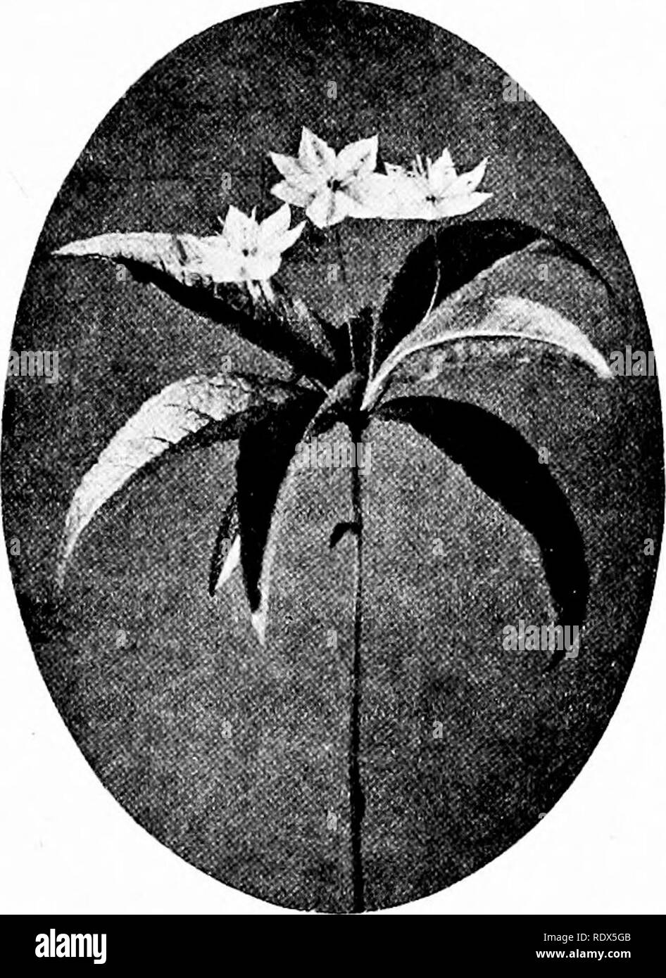 Les Familles De Fleurs Sauvages Le Hante Personnages Et Les Relations Familiales De La Plantes Fleurs Sauvages Avec Des Suggestions Pour Leur Identification La Botanique A La Famille Des 163