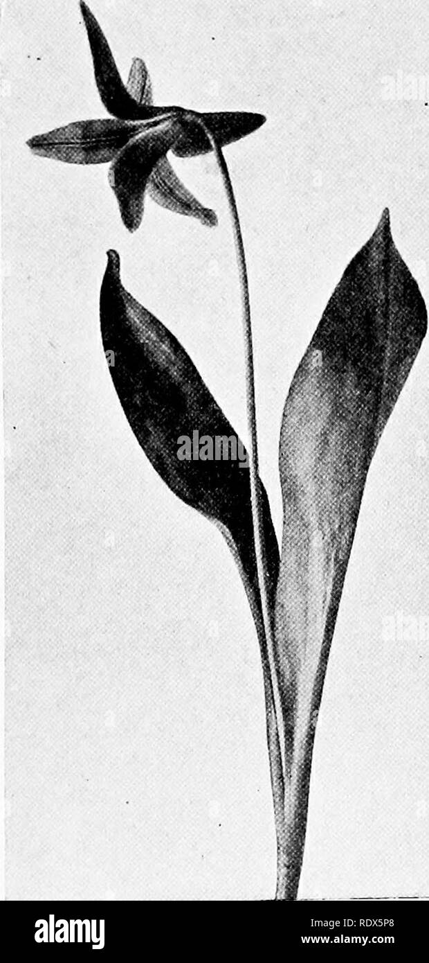 . Les familles de fleurs sauvages ; le hante, personnages, et les relations familiales de la plantes fleurs sauvages, avec des suggestions pour leur identification. La botanique. À partir de la famille de lis entre les bases de la feuille s'élève le slen- der la tige de la fleur, montrant le léger et du chien. VIOLKT à dents courbes inimitable d'une chose vivante et près de la fin de tenir la cloche-comme l'oranger, ce qui est en soi une merveille de pensile grâce. Au milieu de ce dernier dle les étamines et pistils se bloquer. Veuillez noter que ces images sont extraites de la page numérisée des images qui peuvent avoir été retouchées numériquement pour reada Banque D'Images