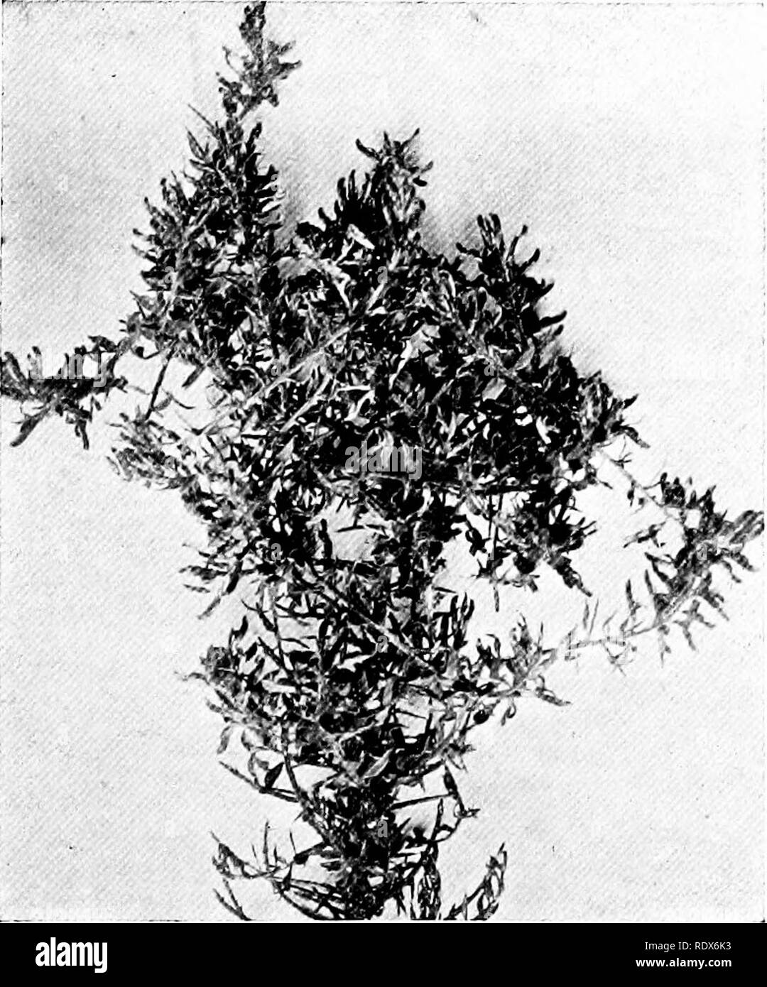 . La flore de l'Algérie. La botanique. Micromeria inodora Gästehaus Peterswerder'ere naine PAS Labiateaj - Balai Nain hush commun dans les montagnes, au printemps est cocred avec de minuscules maue llowers. Genista Ferox Genet epineux NON - Leguminosfe Furze arbuste à fleurs jaune à partir de la tige (l'hiver) (70). Veuillez noter que ces images sont extraites de la page numérisée des images qui peuvent avoir été retouchées numériquement pour plus de lisibilité - coloration et l'aspect de ces illustrations ne peut pas parfaitement ressembler à l'œuvre originale.. Gubb, Alfred S. (Alfred Samuel), 1857-. Alger, Imprimerie Alge ?rienne ; Londres, Ballie ?re, l'étain Banque D'Images