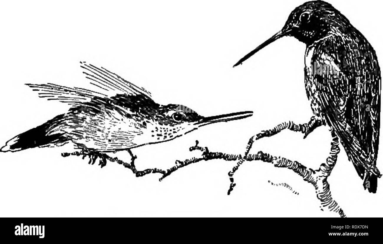 . Les oiseaux de France : une introduction à plus de trois cents oiseaux communs de l'Etat et les îles adjacentes, avec une liste supplémentaire des migrants rares, accidentelle visitants, et hypothétique sous-espèces . Les oiseaux. 418 OISEAUX DES TERRES que violet à la fois attire l'attention en s'asseyant lui-même le soleil sur une branche basse. Il est abondant dans le sud de la Californie, mais plus particulièrement à Tia Juana sur la frontière mexicaine et de là, à San Diego, parmi les collines de la côte. ISTo aire de reproduction très définie peut être donné, car il est un peu capricieuse créature, abondante dans une localité et Banque D'Images