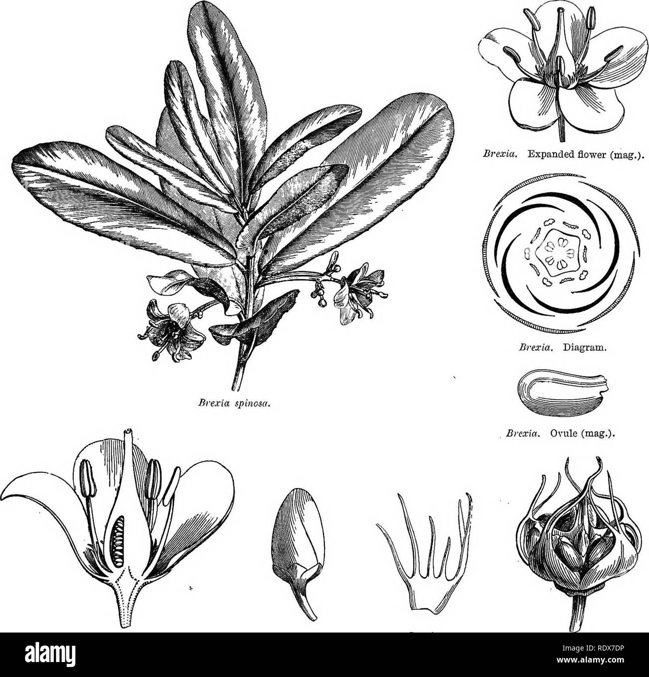 . Un système général de botanique, descriptive et analytique. En deux parties. Partie I. expose des organography, anatomie et physiologie. La partie II. Des descriptions et des illustrations de l'ordre. Par emm. Le Maout [et] J. Decaisne. Avec 5500 chiffres par L. et A. Riocreux Steinheil. Traduit de l'original par Mme Hooker. L'ordre organisé après la méthode suivie dans les universités et les écoles de Grande-Bretagne, dans ses colonies, l'Amérique, et de l'Inde, avec des ajouts, une annexe sur la méthode naturelle, et d'un synopsis de l'ordre, par J.D. Hooker. La botanique. LXXIX. BEEXIACEiE. 397. Brex^ia. Flower cut Ter Banque D'Images