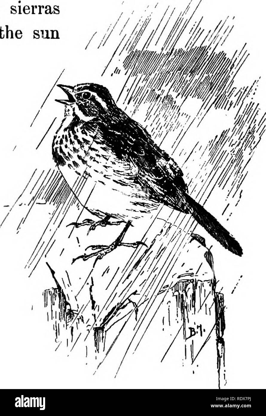 . Les oiseaux de France : une introduction à plus de trois cents oiseaux communs de l'Etat et les îles adjacentes, avec une liste supplémentaire des migrants rares, accidentelle visitants, et hypothétique sous-espèces . Les oiseaux. Avec BROWN PRÉDOMINENT 241 tions il porte brun foncé, tandis que sur les sables de l'extrême frontière, il^ sud est presque couleur de l'argile. Mais les habitudes et la chanson restent inchangés. Thoreau déclare le Massachusetts maidens l'entendre dire, " bonnes, bonnes, bonnes, accrocher sur votre plateau-bouilloire, thé-électrique, régler-régler," et c'est exactement l'avis qu'il donne aux campeurs dans les sierras lorsque Banque D'Images