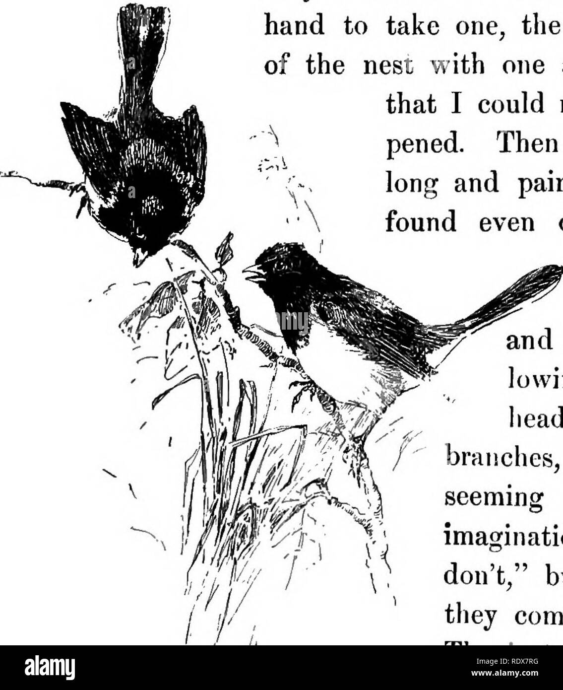 . Les oiseaux de France : une introduction à plus de trois cents oiseaux communs de l'Etat et les îles adjacentes, avec une liste supplémentaire des migrants rares, accidentelle visitants, et hypothétique sous-espèces . Les oiseaux. Les OISEAUX TERRESTRES 232 plumage rayé qu'au début, je ne vis rien. Ils étaient trop vieux pour être dupé dans l'ouverture de leurs projets pour l'alimentation, mais dans la crainte, télévision accroupi seulement leur beady yeux me disant qu'ils étaient en vie. Comme j'ai posé ma main à prendre l'un, les quatre sauté hors du nid d'un commun accord si rapidement que je ne pouvais pas voir ce qu'hap- pened. Il y eut un long et laborieux, recherche, bef Banque D'Images