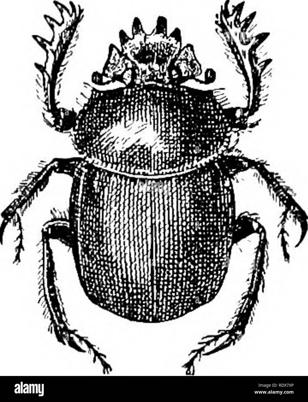 . L'histoire naturelle. Zoologie. ROVE-scarabées et scarabée. 557 d'un pouce ou plus de longueur, et sont de couleur noire, •avec orange-rouge sur les élytres. Elles sont remarquables pour leur habitude d'interring les corps de petits animaux, comme les souris ou les oiseaux, qu'ils peuvent trouver chez environ, en détachant de la terre en dessous, en les faisant glisser et Burying-Beetles. Visa vers le bas, et de les couvrir. Les femelles sont enterrés avec la carcasse, sur lequel ils déposent leurs œufs, puis faire leur chemin vers la surface. Nous avons figuré Necrophorus vespillo (Linn.), l'une des espèces les plus courantes. Il y a un groupe d'être Banque D'Images