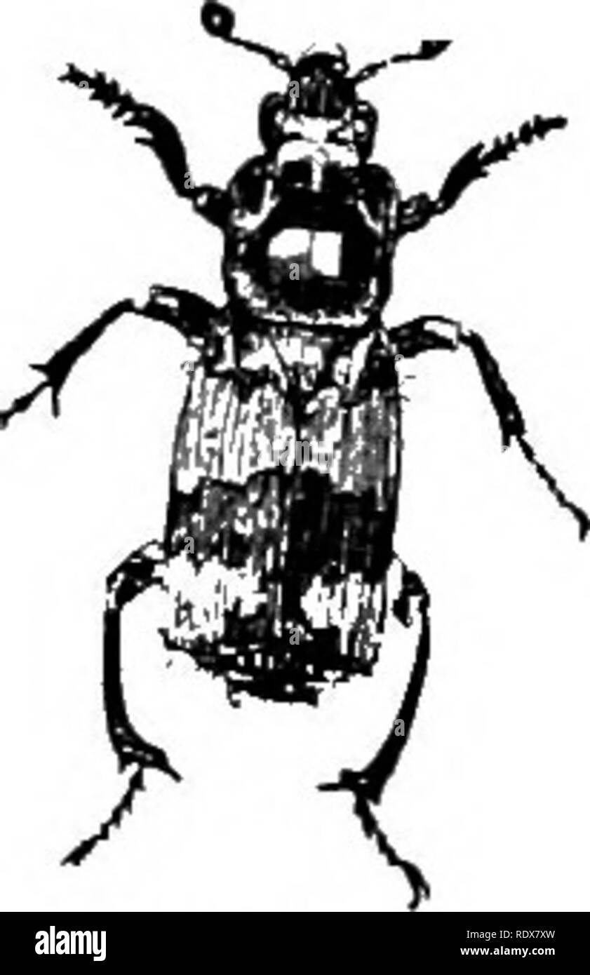 . L'histoire naturelle. Zoologie. Fig. TiiftisffUS margimtUs 27.-.. Fig. NecTOphorus vespiUo 29.- L'Irlande, il est considéré comme une créature diabolique, qu'elle est une action méritoire à tuer. Nous avons trouvé ca StaphyUnus Cederh (areus's.'), une espèce noir rouge et tegraina avec les jambes, et le thorax et segments de l'abdomen en partie bordé de jaune ou doré pubescent soyeux. JMost Brachelytra de de l'espèce sont beaucoup plus petit que l'autre de celles qui viennent d'être mentionnés. Leurs habitudes sont très variées. De nombreuses espèces peuvent être trouvés parmi la mousse ou des fleurs, et d'autres encore vivent dans des nids de fourmis. Le prochain groupe, th Banque D'Images
