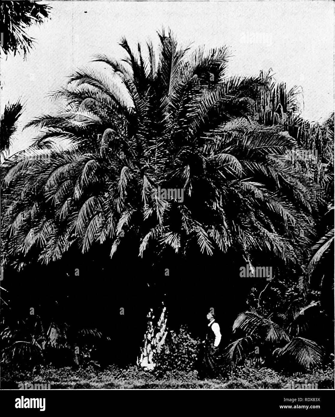 . La flore de l'Algérie. La botanique. Pas Canaiiensis Phoenix - Palma ; palm très élégant, comman à Alger. Grand ours des grappes de baies. yellov 17). Veuillez noter que ces images sont extraites de la page numérisée des images qui peuvent avoir été retouchées numériquement pour plus de lisibilité - coloration et l'aspect de ces illustrations ne peut pas parfaitement ressembler à l'œuvre originale.. Gubb, Alfred S. (Alfred Samuel), 1857-. Alger, Imprimerie Alge ?rienne ; Londres, Ballie ?re, Tindall &AMP ; Cox Banque D'Images