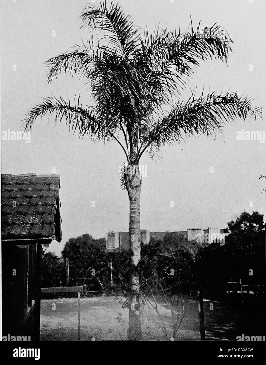 . La flore de l'Algérie. La botanique. Cocos Plumosa NO - Palm£e Noble, très beau avec des feuilles de palmier pendentif gracieux ; n'entraîne pas fruitalthough comestibles il appartient à la famille de l'écrou coco. '4). Veuillez noter que ces images sont extraites de la page numérisée des images qui peuvent avoir été retouchées numériquement pour plus de lisibilité - coloration et l'aspect de ces illustrations ne peut pas parfaitement ressembler à l'œuvre originale.. Gubb, Alfred S. (Alfred Samuel), 1857-. Alger, Imprimerie Alge ?rienne ; Londres, Ballie ?re, Tindall &AMP ; Cox Banque D'Images