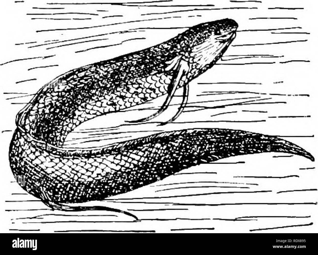 . L'histoire naturelle. Zoologie. Fig. 1.-Lung-Fish Australienne. fonction distinguer ces poissons de tous les autres membres de la classe. , La petite et branchies comprimé ouvrir à l'extérieur par un seul aperture qui est protégé par un opercule, de dessous qui risquent de dépasser rabougris et branchies externes rudimentaires. Les nerfs qui fournit les yeux, où ils franchissent l'un d'une autre, ont un entrelacement de leurs fibres, et l'appareil digestif court les expositions d'autres disposent d'une valve spirale dans la membrane de l'intestin. Non seulement est la forme allongée et sacculated-vessie d'air fourni avec un tube, mais Banque D'Images