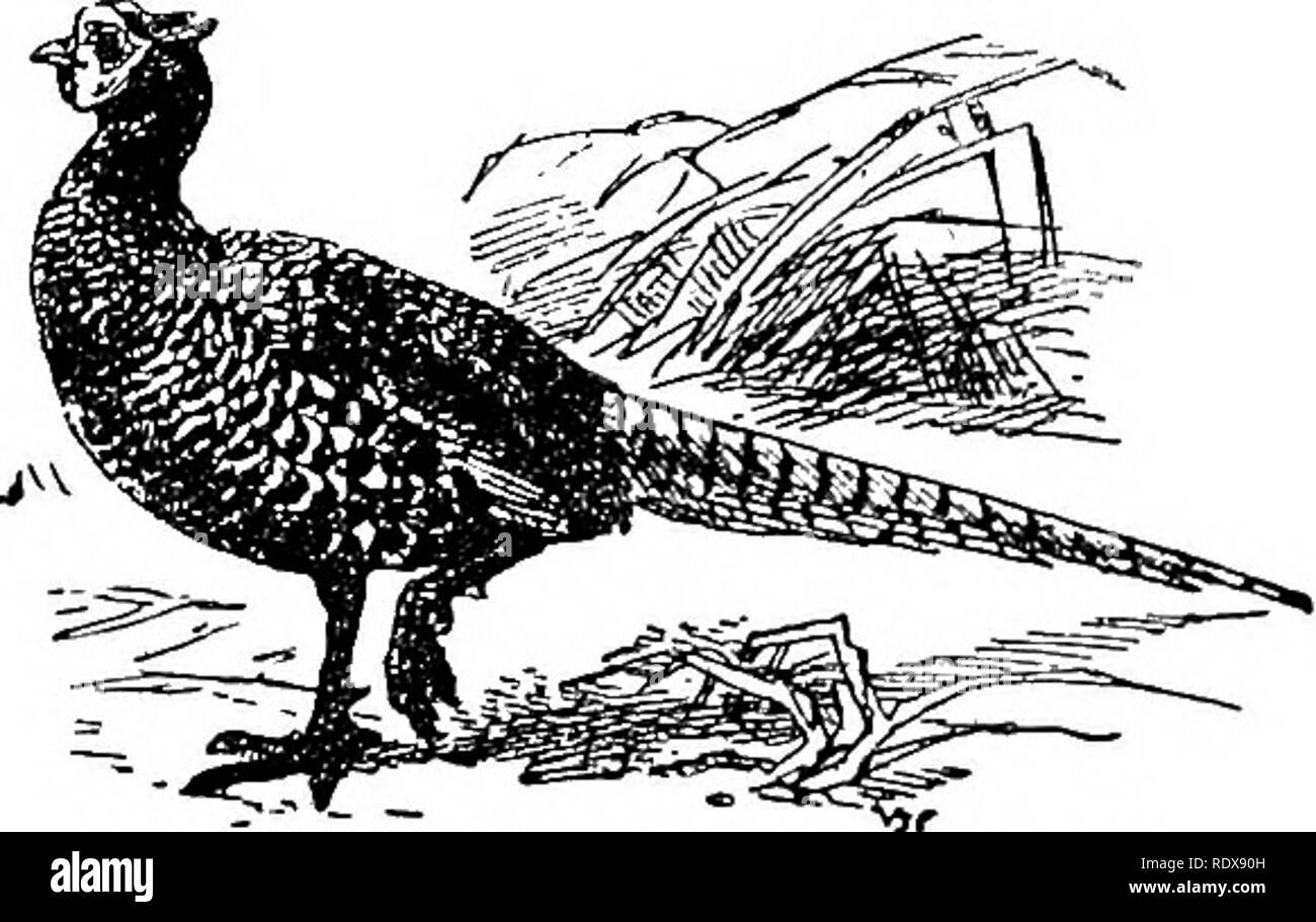 . L'histoire naturelle. Zoologie. Faisans. L'Ortalide à 237. - Phasiaims colchicus. Le sud de la Chine à Fokien et la Mandchourie. Ils sont des oiseaux des forêts Hke le kahjes, et d'un retraité solitaire et quelque peu la disposition, selon M. F. Wilson, qui écrit de P. macrolopha :-"dans les forêts reculées de l'intérieur de l'Himalaya, sur le rapport Le Koklass d'une arme à feu, tous les faisans koklass à moins d'un demi-mille environ, se Faisans.- souvent crow après un tel rapport. Ils seront également crow après un clap Genre Pucrasia. de Thunder ou tout bruit ou bruit soudain, et cette particularité semble b Banque D'Images