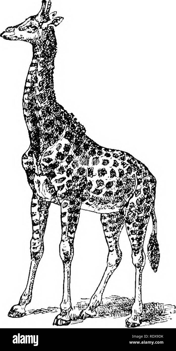 . L'histoire naturelle. Zoologie. Les mammifères ongulés. Ml la girafe.- Famille Giraffidce vvlien. ally -l'animal a engraissés sur le maïs. Pour la grâce et le contour des frontières qu'ils sont incomparables. Leurs cornes ont une plus particulière et gracieux contours, de disparaître à l'arrière d'abord de la burr, puis Entrée pour- ward avec un balayage en gras Il est très craintif et méfiant, mais si blessé et incapable de s'échapper il se battra vaillamment pour sa vie. Dans ces rencontres les cornes ne sont pas, dans mon expérience, tant à craindre que ses pieds de l'avant." Enfin, les deux cerfs-pudu (Pudua) du Chili Andes Banque D'Images