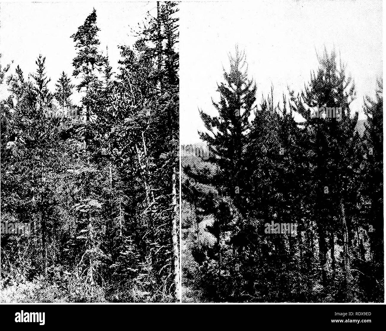 . [Collectés les réimpressions, 1911-1931. L'ornithologie, les mammifères. 272 Publications de l'Université de Californie en zoologie ['Voh. 24 Il y avait une fonctionnalité supplémentaire dans lequel les nids étaient tous pareils, quelque chose qui n'a pas pu être préservé. Il y a invariablement une masse de substance selon six ou huit pouces sous le nid proprement dit, de sorte que faiblement fixées à paraître sur le point de quitter l'établissement. Cette substance était surtout la mousse et la fibre végétale blanche ; habituellement d'autres touffes de ces matériaux ont été adhérant à des branches à proximité.. Fig. CG • cochon. Jj'age. CO. bosquet de sapins petite où la nidification a été trouvé les jaseurs Banque D'Images