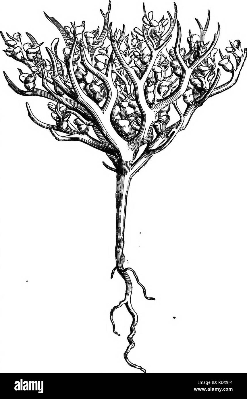 . Un système général de botanique, descriptive et analytique. En deux parties. Partie I. expose des organography, anatomie et physiologie. La partie II. Des descriptions et des illustrations de l'ordre. Par emm. Le Maout [et] J. Decaisne. Avec 5500 chiffres par L. et A. Riocreux Steinheil. Traduit de l'original par Mme Hooker. L'ordre organisé après la méthode suivie dans les universités et les écoles de Grande-Bretagne, dans ses colonies, l'Amérique, et de l'Inde, avec des ajouts, une annexe sur la méthode naturelle, et d'un synopsis de l'ordre, par J.D. Hooker. La botanique. XIV. CRUCIFER^. 231 familles). Il s'approche aussi Banque D'Images