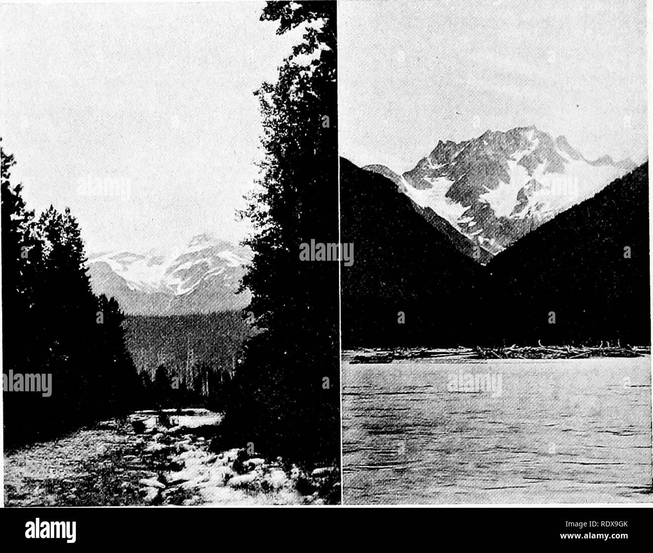 . [Collectés les réimpressions, 1911-1931. L'ornithologie, les mammifères. 138 Vrnversity de Californie. Publications en zoologie [y°^- 2* FLOOD Flood Glacier Glacier est sur le côté ouest de la Stikine, environ quinze milles au-dessous le petit canon, et environ 70 kilomètres de la côte. Sa moraine terminale est d'environ deux milles de la rivière. Notre camp ici était en dessous de l'extrémité sud du glacier, sur une colline près de la rivière souvent utilisée comme un terrain de camping et connu localement comme "l'orge cache." Nous nous sommes retrouvés au milieu des conditions très semblables à celles de la côte, dans une forêt dense de ^ Banque D'Images