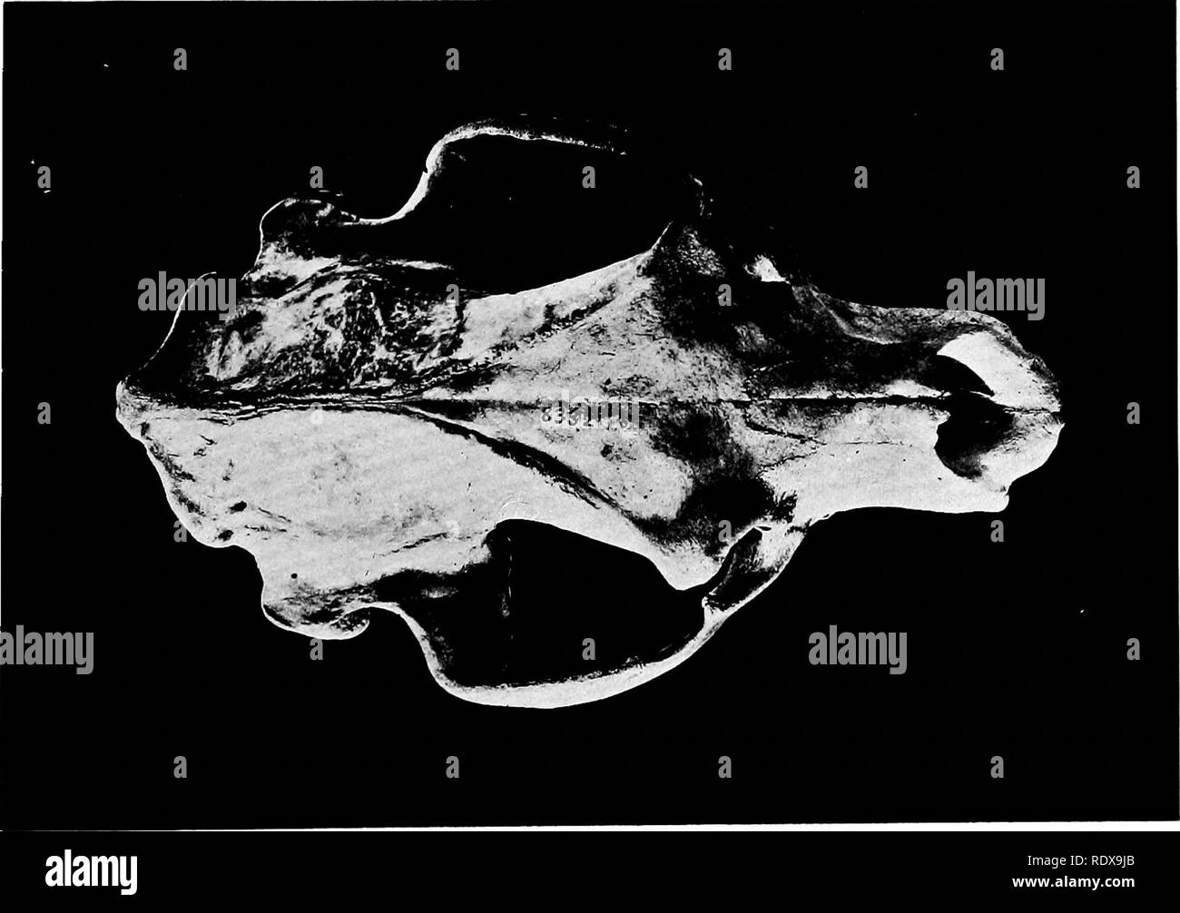 . [Collectés les réimpressions, 1911-1931. L'ornithologie, les mammifères. Cochon. 1.. Fig. 2.. Veuillez noter que ces images sont extraites de la page numérisée des images qui peuvent avoir été retouchées numériquement pour plus de lisibilité - coloration et l'aspect de ces illustrations ne peut pas parfaitement ressembler à l'œuvre originale.. Schelwald Swarth, Harry, 1878-. s. l. , S. n. Banque D'Images