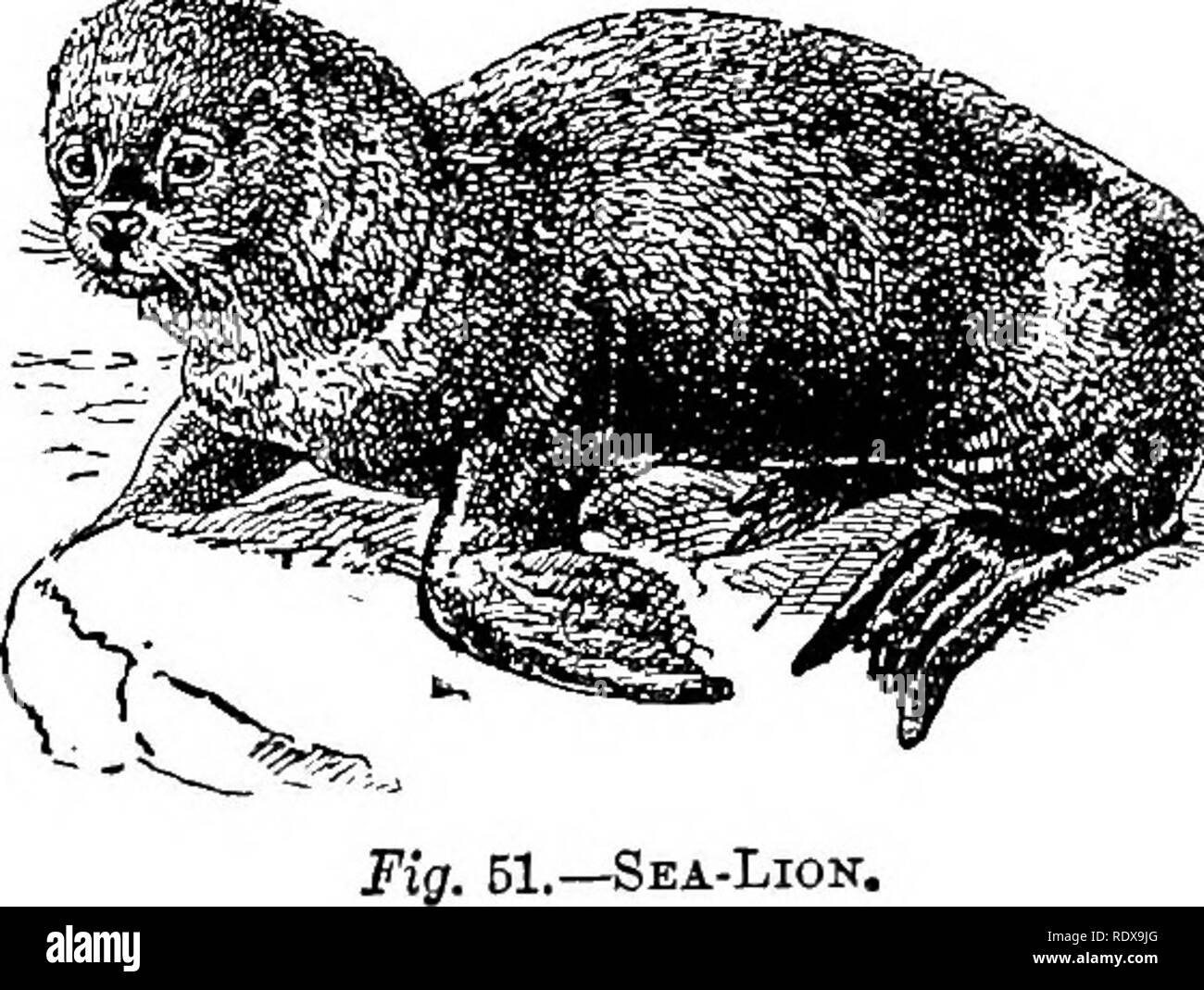 . L'histoire naturelle. Zoologie. MAM mangeuse de chair.VALS. 8i de la forme avec seulement trois paires de prémolaires et aucun point à l'intérieur de la dent, l'carnassial inférieure plus grands sont le {nertz M. lutreola) de l'Europe de l'Est, et le nord-américains liés près d'{vison M. rison). Viennent ensuite les espèces vivantes de furet, comme en témoigne le putois européen commun jmtorius {M.) ; tandis que les plus petites formes comprennent le vrai belettes et hermines. De ce nombre, le Btoat {ou hermine M. erminea) et la belette (Af. vulgaris) sont communs à l'Europe, l'Amérique et l'Asie centrale, et en Amérique du Nord, tandis que l'assoguc (M. hibernica), qui Banque D'Images