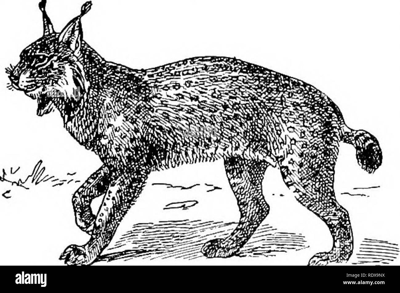 . L'histoire naturelle. Zoologie. 5b MAMMALIA ORDRE IV. - Carnivores.. partie de l'année. Si le lynx du Canada { severnãƒ. camMdsnsis) est distincte de la lynx commun {F. lynx) de l'Europe et du Nord de l'Asie est un point discutable ; mais les Espagnols (Lynx pardina) F. est une forme bien marquée. Le long, au corps allongé et ébranchés-chat, connu sous le nom {Cyncelurus-chasse leopard jii.battis), est renvoyé à un genre en dehors de l'otlier membres de la famille en raison de l'être des griffes rétractiles qu'en partie, bien que leurs extrémités sont protégés par des gaines ; tandis qu'un autre point de distinction est d'être trouvés Banque D'Images