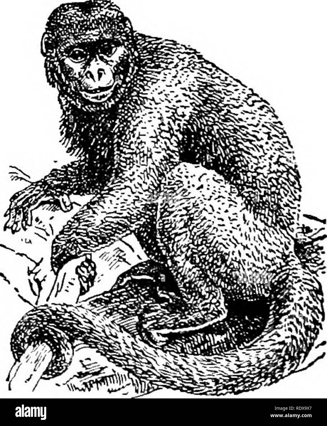. L'histoire naturelle. Zoologie. 24 MAMMALIA ORDRE I.-PRIMATES. corps jaune d'or ; alors que dans le black howler (A.) l'ensemble de la longue chevelure est le noir profond. Tous les hurleurs sont surlj' dans la disposition, et se nourrissent principalement de fruits et de feuilles. Lorsque rugissent, deux ou trois de leur position sur la branches de l'arbres forestiers, et commencer leur refrain. M. O. Salvin écrit que leur merveilleux cri est certainement la plus frappante, "et j'ai parfois essayé de déterminer dans quelle mesure ce cri peut être entendu. Il m'a fallu une heure ou plus pour enfiler le sous-bois en forêt à partir de la ti Banque D'Images . L'histoire naturelle. Zoologie. 24 MAMMALIA ORDRE I.-PRIMATES. corps jaune d'or ; alors que dans le black howler (A.) l'ensemble de la longue chevelure est le noir profond. Tous les hurleurs sont surlj' dans la disposition, et se nourrissent principalement de fruits et de feuilles. Lorsque rugissent, deux ou trois de leur position sur la branches de l'arbres forestiers, et commencer leur refrain. M. O. Salvin écrit que leur merveilleux cri est certainement la plus frappante, "et j'ai parfois essayé de déterminer dans quelle mesure ce cri peut être entendu. Il m'a fallu une heure ou plus pour enfiler le sous-bois en forêt à partir de la ti Banque D'Images