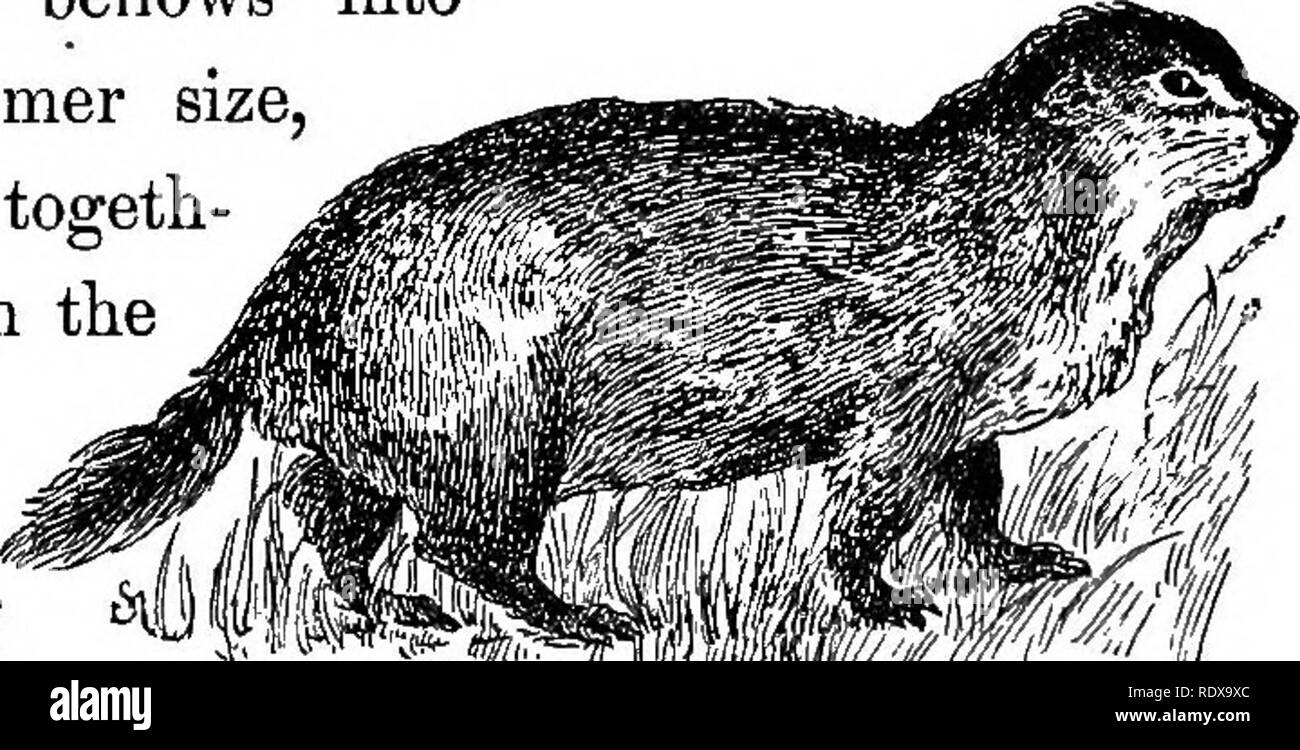 . Bien connaître la vie au champ et forêt ; les animaux, les oiseaux, les grenouilles, et des salamandres. Zoologie. CHAPTEE XV. Une conférence ET UN LIT CHAQUE SOIR PROWLER. La marmotte commune et Porcupine. Si l'on peut secouer un rouge et un écureuil gris d'ensemble dans un sac jusqu'à ce qu'ils ont fusionné en une seule personne avec un manteau rouge ni ni gris, puis souffler la chose avec les soufflets dans trois fois sa taille précédente, confiture le visage ensemble- er, garniture de bas les oreilles, agrandir les pieds, hacher la moitié -^l ! . La queue, et la finition " ' Tbewoldchucr en frappant juste la moitié de la vie hors de lui, l'un aurait une bonne imitation de la marmotte d'o Banque D'Images