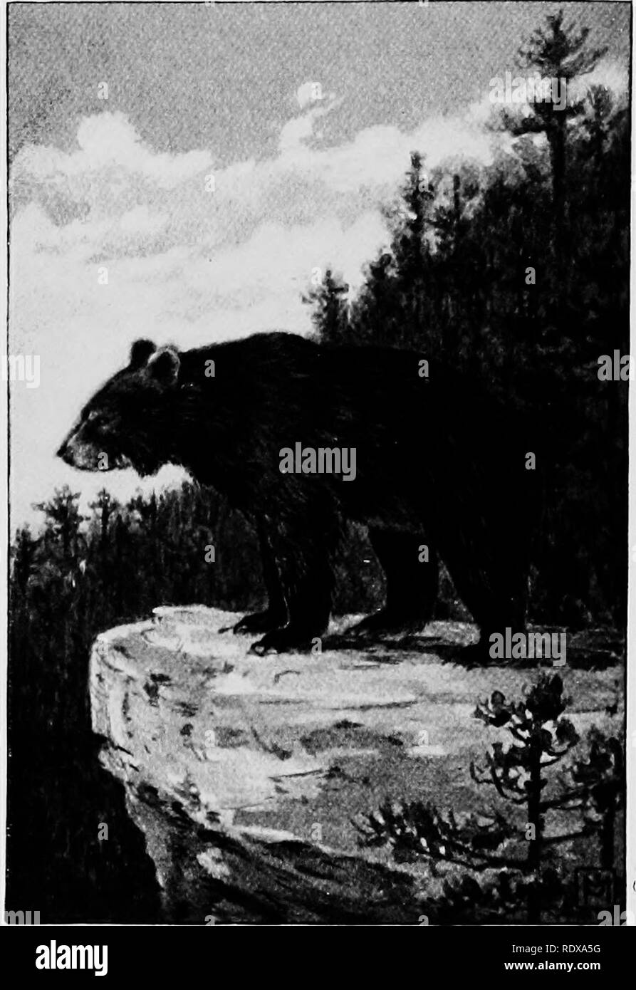 . Bien connaître la vie au champ et forêt ; les animaux, les oiseaux, les grenouilles, et des salamandres. Zoologie. Ours noir, ursus americanus. "Un grand ours noir a été vu debout sur le point o£ un précipice.". Veuillez noter que ces images sont extraites de la page numérisée des images qui peuvent avoir été retouchées numériquement pour plus de lisibilité - coloration et l'aspect de ces illustrations ne peut pas parfaitement ressembler à l'œuvre originale.. Mathews, F. Schuyler (Ferdinand Schuyler), 1854-1938 ; Underwood, William Lyman, 1864-1929, phot. New York, D. Appleton and Company Banque D'Images