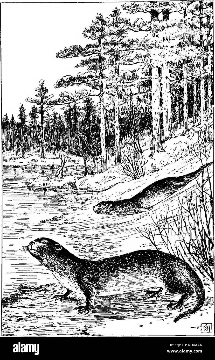 . Bien connaître la vie au champ et forêt ; les animaux, les oiseaux, les grenouilles, et des salamandres. Zoologie. L'OTTER. LUTRA LUTRA CANADENSIS OU HUDSONICA. " L'animal apparemment bénéficie d'un tri régulier de glissade en toboggan.". Veuillez noter que ces images sont extraites de la page numérisée des images qui peuvent avoir été retouchées numériquement pour plus de lisibilité - coloration et l'aspect de ces illustrations ne peut pas parfaitement ressembler à l'œuvre originale.. Mathews, F. Schuyler (Ferdinand Schuyler), 1854-1938 ; Underwood, William Lyman, 1864-1929, phot. New York, D. Appleton and Company Banque D'Images