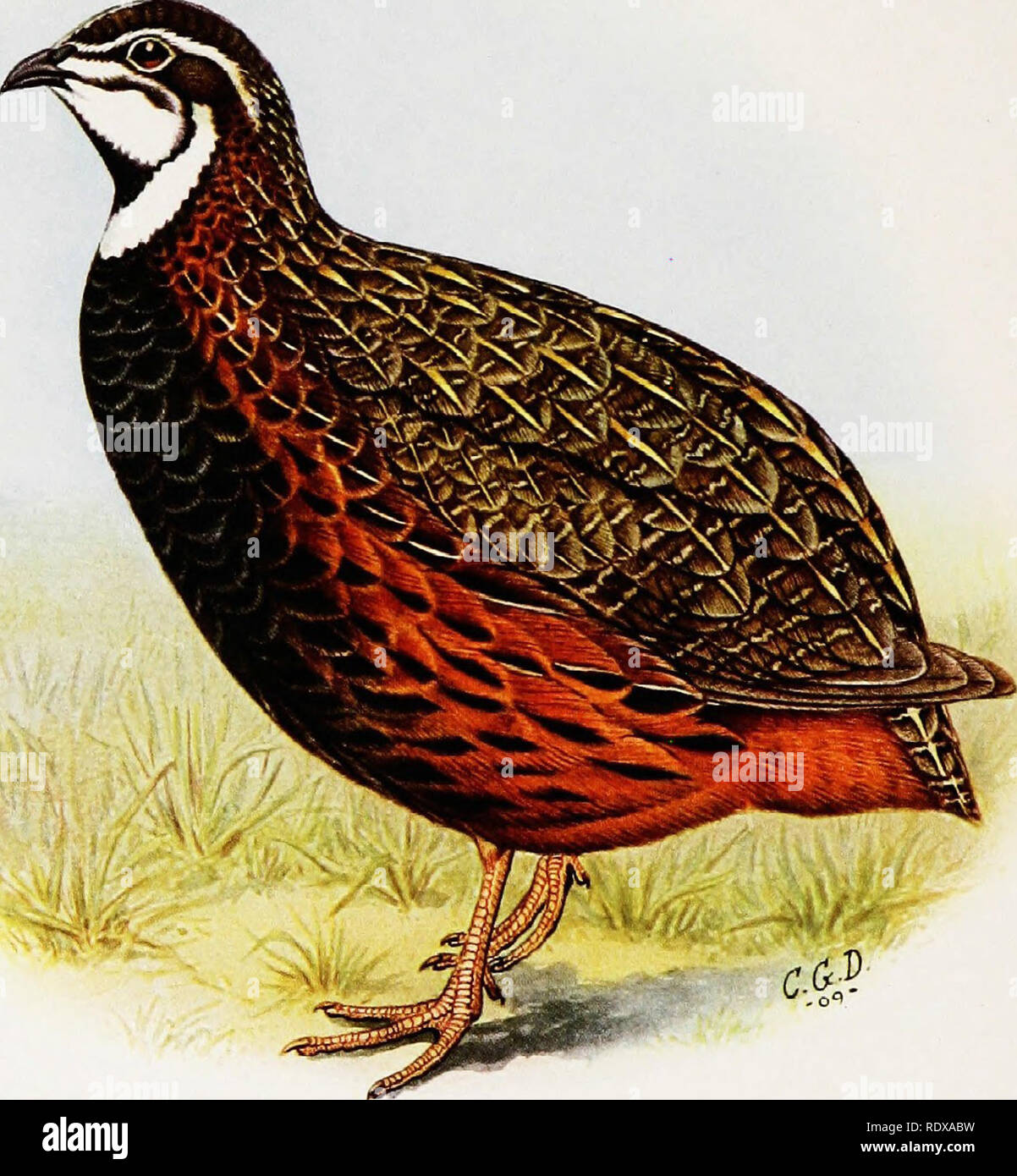 . Le jeu-birds &AMP ; eau pintade de l'Afrique du Sud. Jeu et jeu-oiseaux, oiseaux aquatiques. 31 de la plaque. C. G. Davies del. Witlierby &AMP ; Co. imp. Caille ARLEQUIN COTURNIX (DELAGORGUEl) mâle.. Veuillez noter que ces images sont extraites de la page numérisée des images qui peuvent avoir été retouchées numériquement pour plus de lisibilité - coloration et l'aspect de ces illustrations ne peut pas parfaitement ressembler à l'œuvre originale.. Balestra, Robert Boyd, 1871-1916. Londres, Witherby &AMP ; Co. Banque D'Images