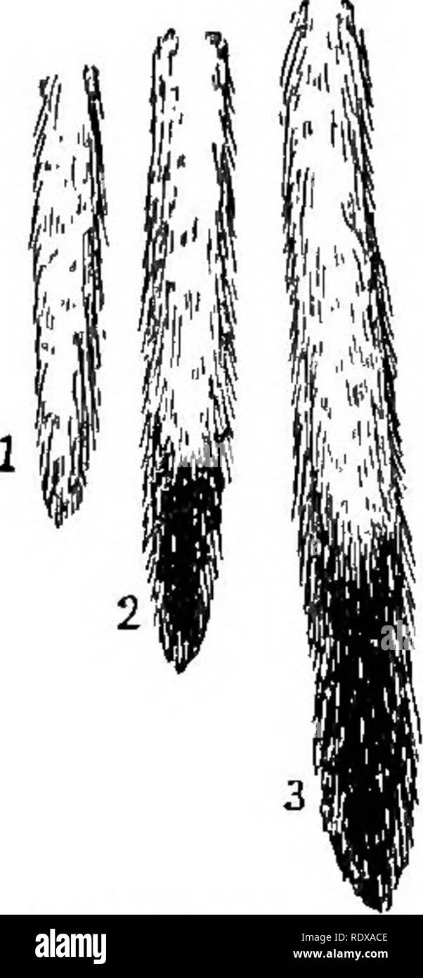 . Bien connaître la vie au champ et forêt ; les animaux, les oiseaux, les grenouilles, et des salamandres. Zoologie. 130 LA VIE FAMILIÈRE EN CHAMP ET FORÊT. pièces bufE-wMte définis de façon irrégulière à l'encontre de la brown ; pieds brun ; devient blanc uniquement dans la partie nord de son aire de répartition. Le mâle de cette espèce est beaucoup plus grande que la femelle. En ce qui concerne la couleur générale les deux belettes sont les mêmes. Mais Elliott Coues fait un point de distinction catégorique entre les deux espèces, ce qui est évident dans une comparaison de la queue. Il dit : " Ce membre est à la fois absolument et relativement plus courte dans la belette que dans l'hermine. ... Banque D'Images