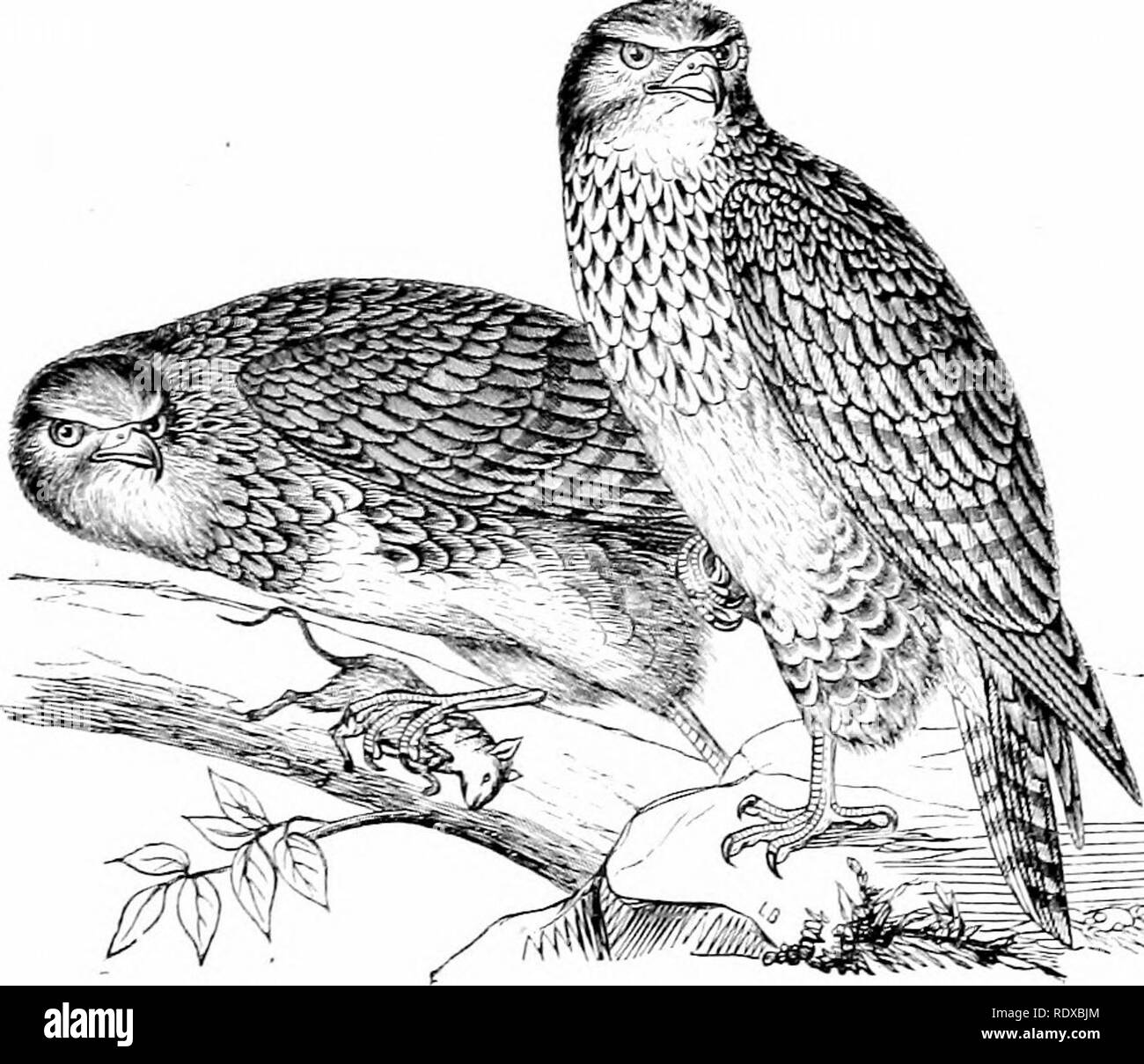 . Reptiles et oiseaux : un compte rendu populaire de leurs divers arrêtés : avec une description des habitudes et de l'économie des plus intéressantes . Oiseaux, Reptiles. HAEEIEES. 627 dans son nid ; ces elle a tué, sentiment de toute évidence qu'elle n'était pas allié à eux par l'ANJ' attache maternelle. Les principales espèces sont le culgaris {Buse variable Buteo), fig. 298, que l'on retrouve dans toute l'Europe - c'était jusqu'à récemment très commun dans l'Angleterre ; le miel Buzzard Pernis apivorus [), originaire de l'Europe de l'est-cet oiseau est partielle pour les abeilles, guêpes, et leur larvse, dont sa nourriture se compose principalement-il aussi manger des grains Banque D'Images