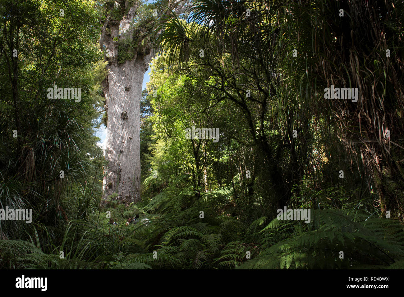 Le principal arbre kauri vivant connu, Tane Mahuta, est dit être à plus de 2 000 ans et le nom signifie seigneur de la forêt en maori. C'est f Banque D'Images Le principal arbre kauri vivant connu, Tane Mahuta, est dit être à plus de 2 000 ans et le nom signifie seigneur de la forêt en maori. C'est f Banque D'Images