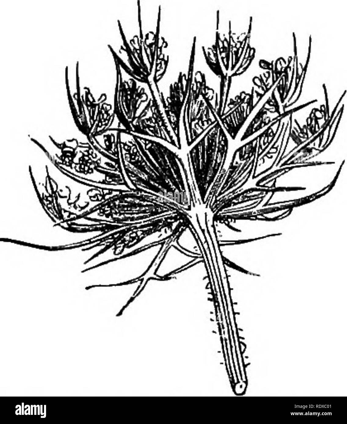 . Un système général de botanique, descriptive et analytique. En deux parties. Partie I. expose des organography, anatomie et physiologie. La partie II. Des descriptions et des illustrations de l'ordre. Par emm. Le Maout [et] J. Decaisne. Avec 5500 chiffres par L. et A. Riocreux Steinheil. Traduit de l'original par Mme Hooker. L'ordre organisé après la méthode suivie dans les universités et les écoles de Grande-Bretagne, dans ses colonies, l'Amérique, et de l'Inde, avec des ajouts, une annexe sur la méthode naturelle, et d'un synopsis de l'ordre, par J.D. Hooker. La botanique. INFLOEESCBNCE. fig. 135). De l'encours et de nombreux Banque D'Images