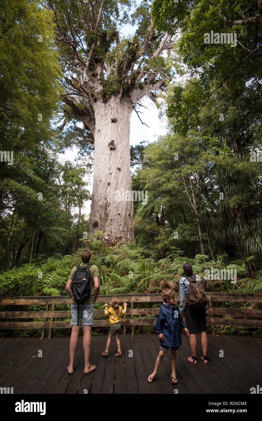 Le principal arbre kauri vivant connu, Tane Mahuta, est dit être à plus de 2 000 ans et le nom signifie seigneur de la forêt en maori. C'est f Banque D'Images