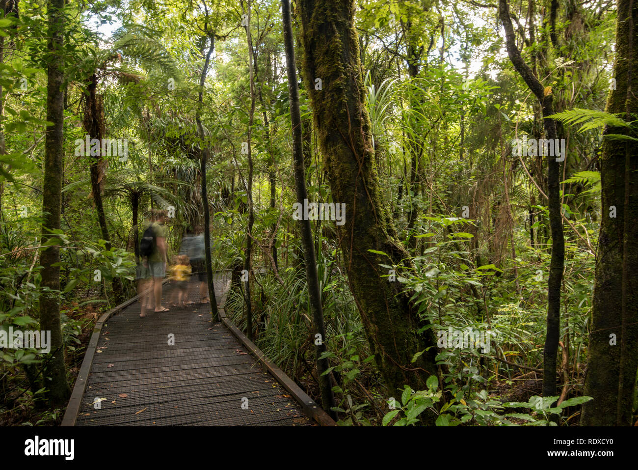 Le principal arbre kauri vivant connu, Tane Mahuta, est dit être à plus de 2 000 ans et le nom signifie seigneur de la forêt en maori. C'est f Banque D'Images