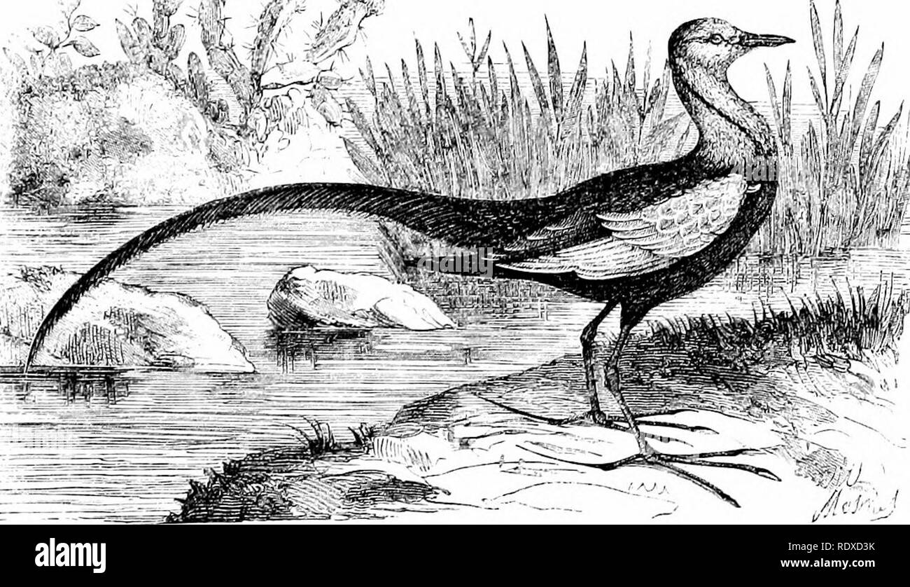 . Reptiles et oiseaux : un compte rendu populaire de leurs divers arrêtés : avec une description des habitudes et de l'économie des plus intéressantes . Oiseaux, Reptiles. JACANAS. 3l:9 Loi de taille moyenne ; les pattes armés d'éperons ; fait orteils meublé avec de long et griffes, pointu et d'un orteil en arrière que l'avant même plus chers. Ces oiseaux habitent en Asie, Afrique et Amérique du Sud. Au Brésil, ils sont appelés " chirurgien-oiseaux," à partir de la ressemblance avec la griffe sur le dos d'un ours toe The Lancet. Ils fréquentent les marais, les lagunes, et les marges de piscines. Ils marchent sur la vaste diffusion de feuilles d'un tropical Banque D'Images