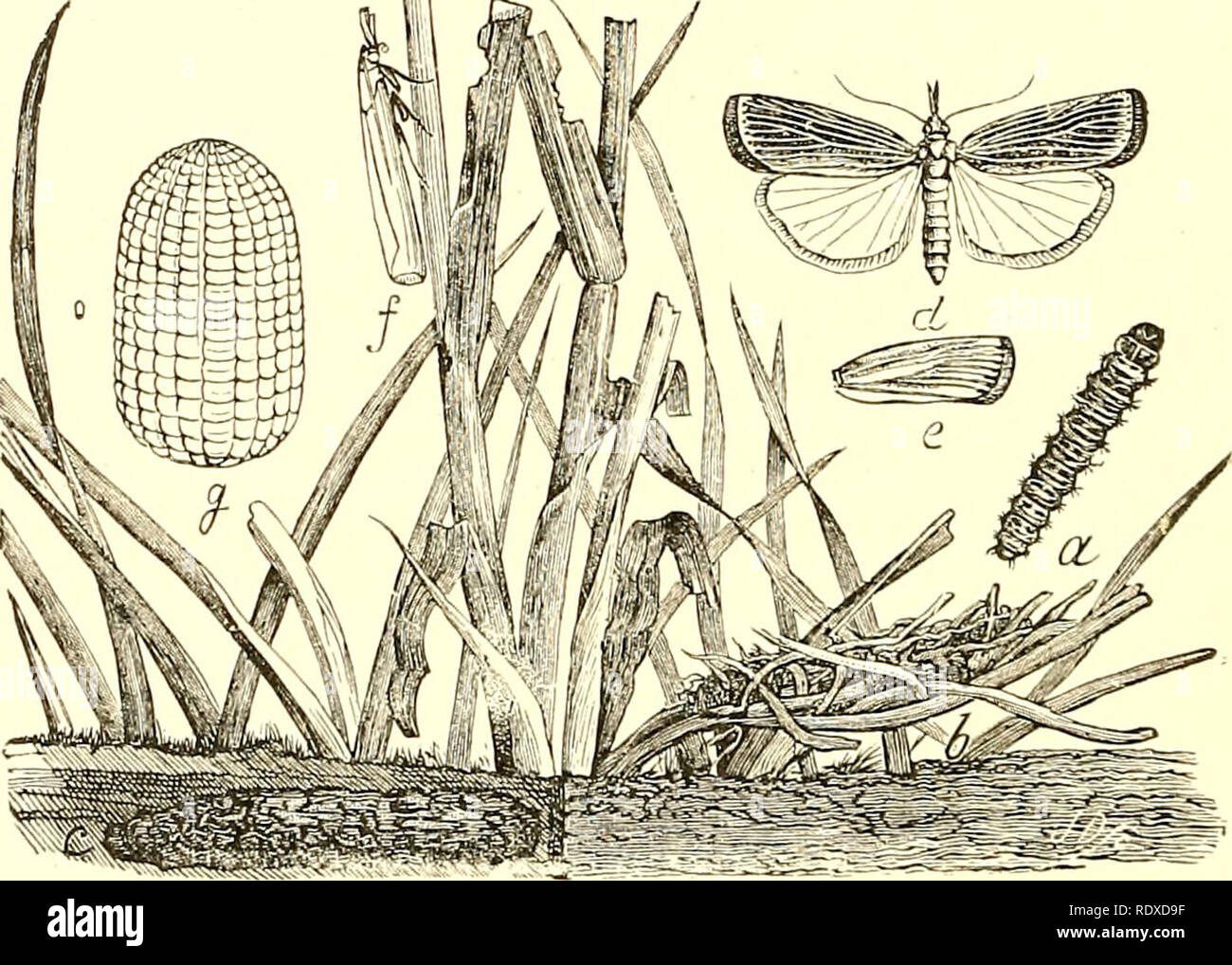 . Entomologie économique pour l'agriculteur et producteur de fruits [microforme] : et pour l'utiliser comme un texte-livre dans les écoles et les collèges agricoles. Les insectes utiles. 3i6 l'ENTOMOLOGIE ÉCONOMIQUE. Une très curieuse espèce est la Galleria melonella, ou "bé- moth", qui s'attaque aux ruches et se nourrit de la cire. Une couvée de ces chenilles envahissent parfois une ruche et de l'alésage dans la cire hors de vue des abeilles, souvent démoralisantes à tel point qu'ils abandonnent leur maison, semblant incapable de trouver un moyen de faire face à ce genre d'ennemi. Dans le récent types de ruches il y a peu d'occasion Banque D'Images