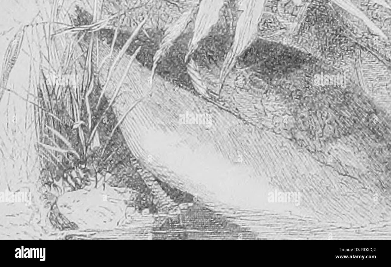 . Recréations d'un naturaliste . L'histoire naturelle. La vie d'OISEAUX SUR LES BROADS 211 parmi les oiseaux d'être vu sur les Broads en été peut être noté, en plus de la politique commune de canard sauvage et la sarcelle, le Canard souchet, le Canard chipeau, la Sarcelle d'été et, alors que plus tard dans l'année, lorsque les "étrangers" viennent dans les canards, les volées de canards d'Amérique et Pochard arrivent, et les plus petits partis de touffes. Le GEEAT grèbe huppé. Les canards. Le lecteur qui en sait plus de l'avifaune des Broads peut être renvoyé à l'admirable pages de Stevenson's Birds de Norfolk, et à la faune de Lubbock de Norfolk, édité par Southwell, ainsi que Banque D'Images