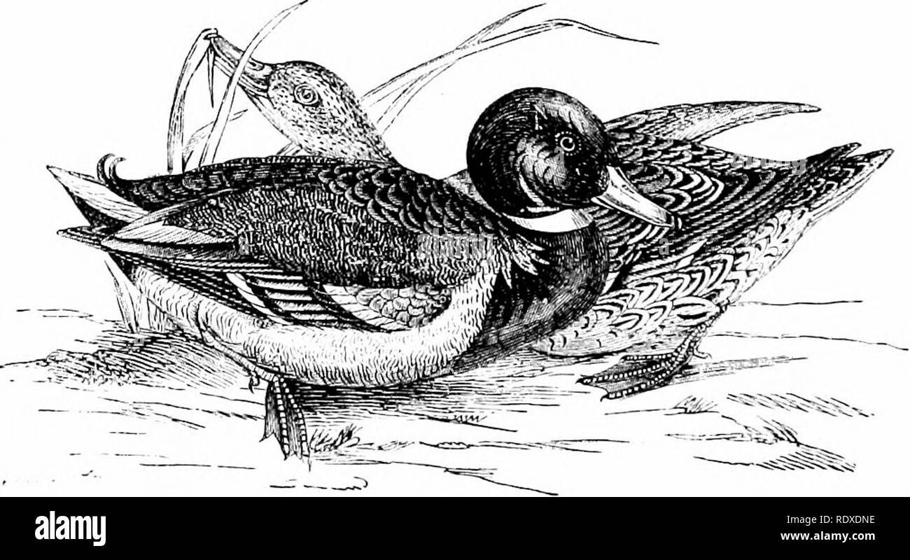 . Reptiles et oiseaux : un compte rendu populaire de leurs divers arrêtés : avec une description des habitudes et de l'économie des plus intéressantes . Oiseaux, Reptiles. 232 CANARDS, OIES, CYGNES, et des pélicans. Le canard commun, ou le canard colvert. Anglais synonymes.-Mallard : McGillivray, Jenyns. Canard sauvage commune : Montagu, Selby. Synonyme d'Amérique latine. loschas-Anas : Liun., Latham, Jonyns, Bonaparte, Temminck. Feencii Sy'Nonym.-Canard sauvage : Temminck. ^^ plumage des canards sauvages est dense et élastique. La tête, la gorge, et ujjper la partie du col de l'homme sont ornés avec des teintes d'un vert émeraude lumineux, tourné avec violette ; Banque D'Images