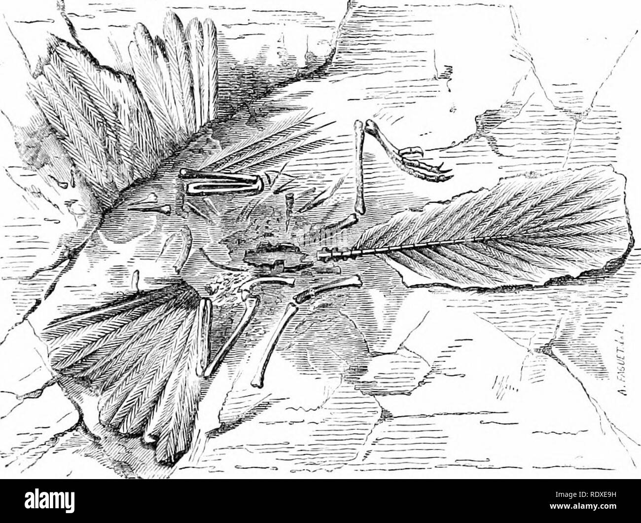 . Reptiles et oiseaux : un compte rendu populaire de leurs divers arrêtés : avec une description des habitudes et de l'économie des plus intéressantes . Oiseaux, Reptiles. CONNECTINa LIENS DANS LA CLASSIFICATION. Des traces ont été découvertes dans les formations mésozoïques de certains Ornitholites^', qui ont été "trop imparfait pour déterminer les affinités de l'oiseau. Mais la boue calcaire de l'ancien fond de la mer, qui s'est durcie dans la célèbre ardoise lithographique de Solen- hofen, révélé à Hermann von Meyer, en 1861, d'abord l'impression d'une plume, et, la même année, la découverte de l'indépendant skel Banque D'Images